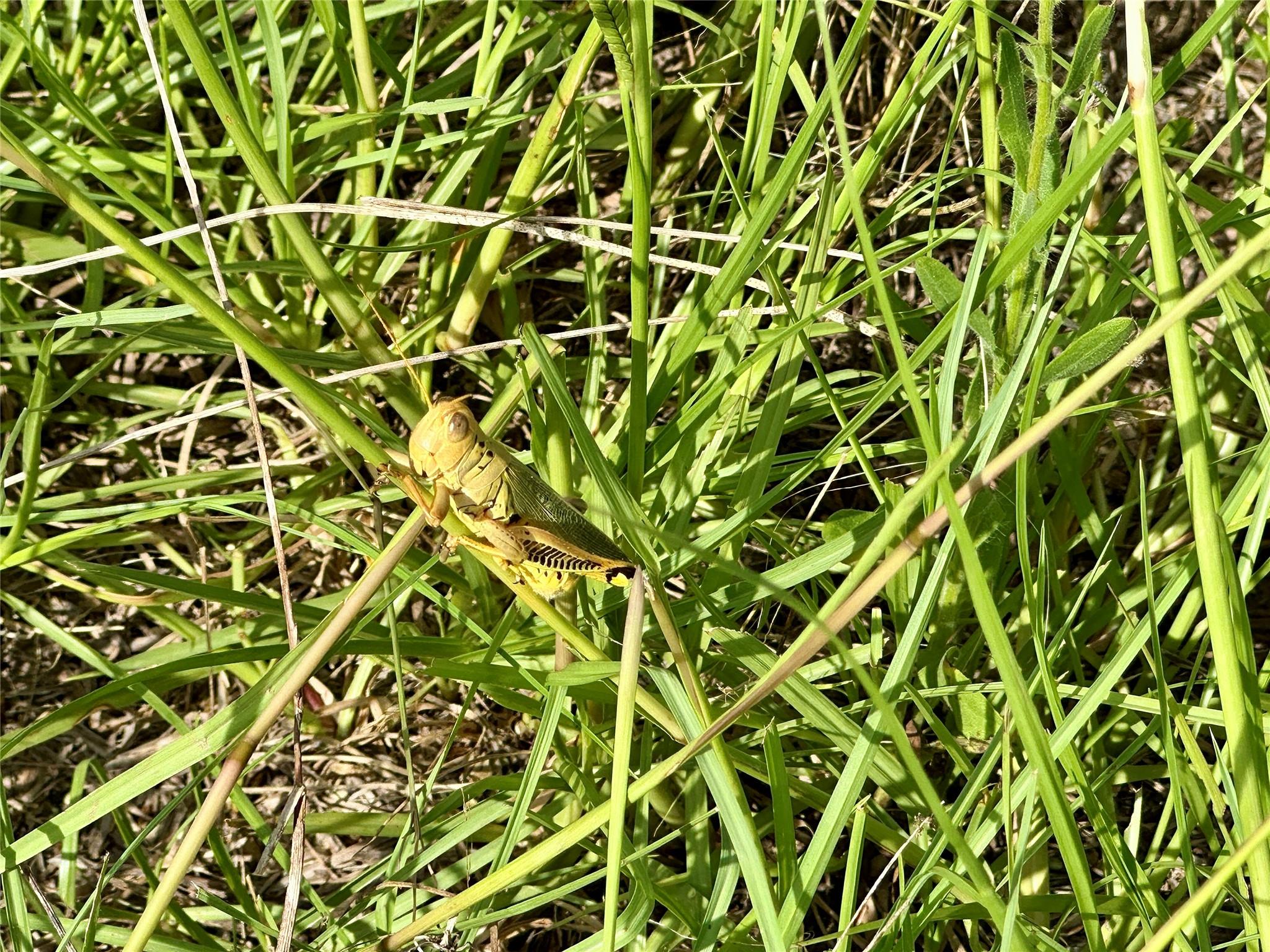 TBD Homestead Cir, Paige, TX 78659