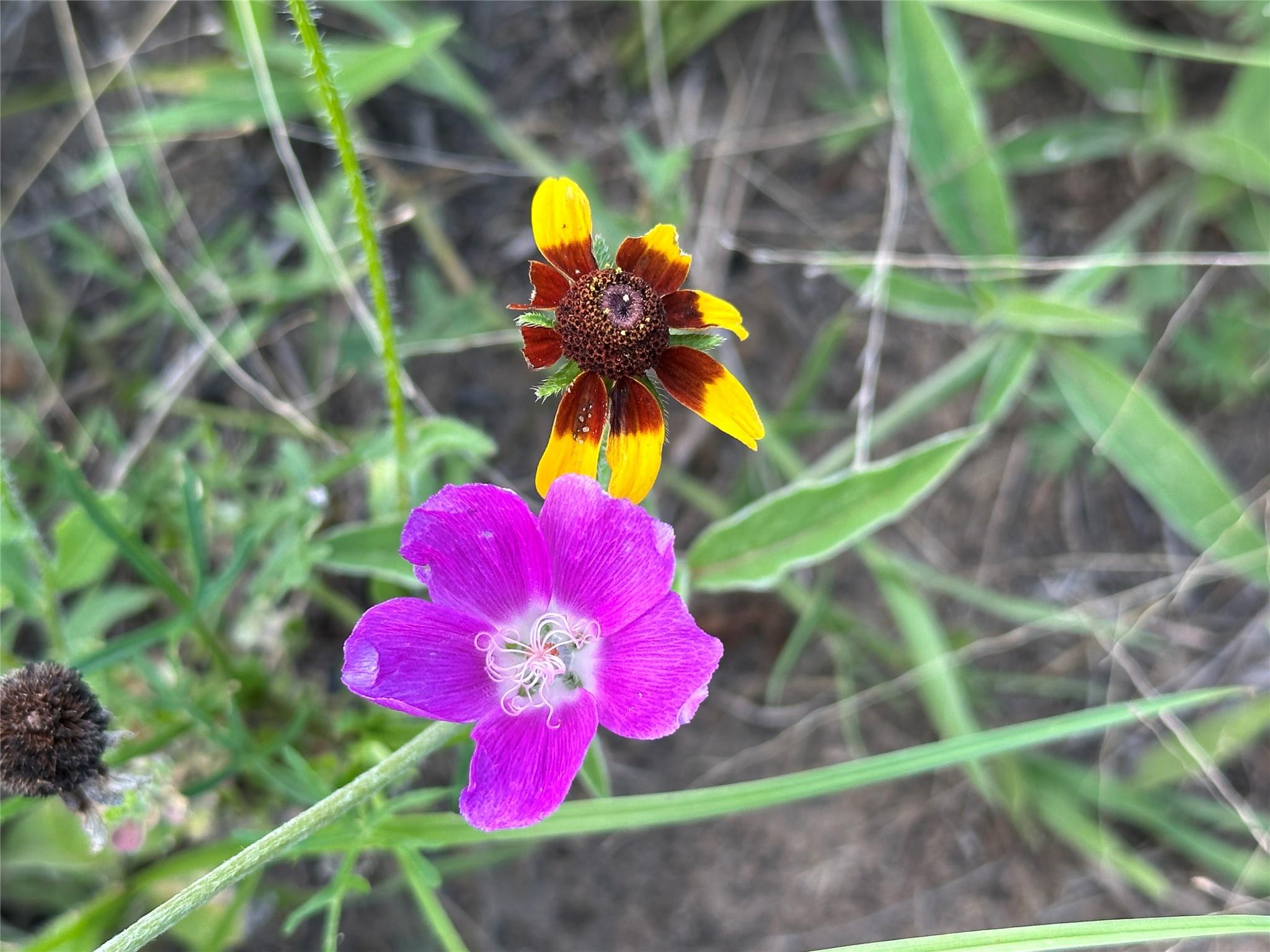 TBD Homestead Cir, Paige, TX 78659