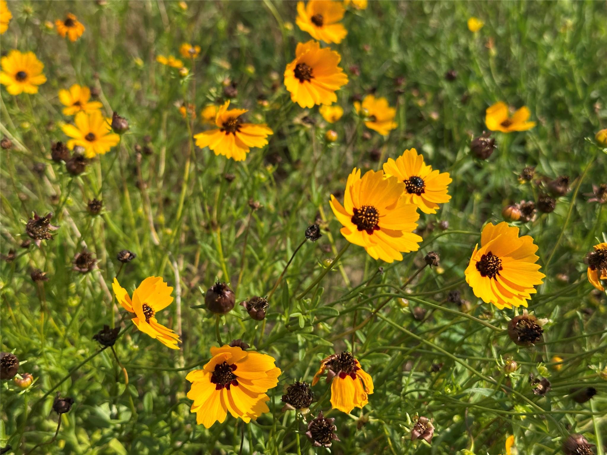 TBD Homestead Cir, Paige, TX 78659