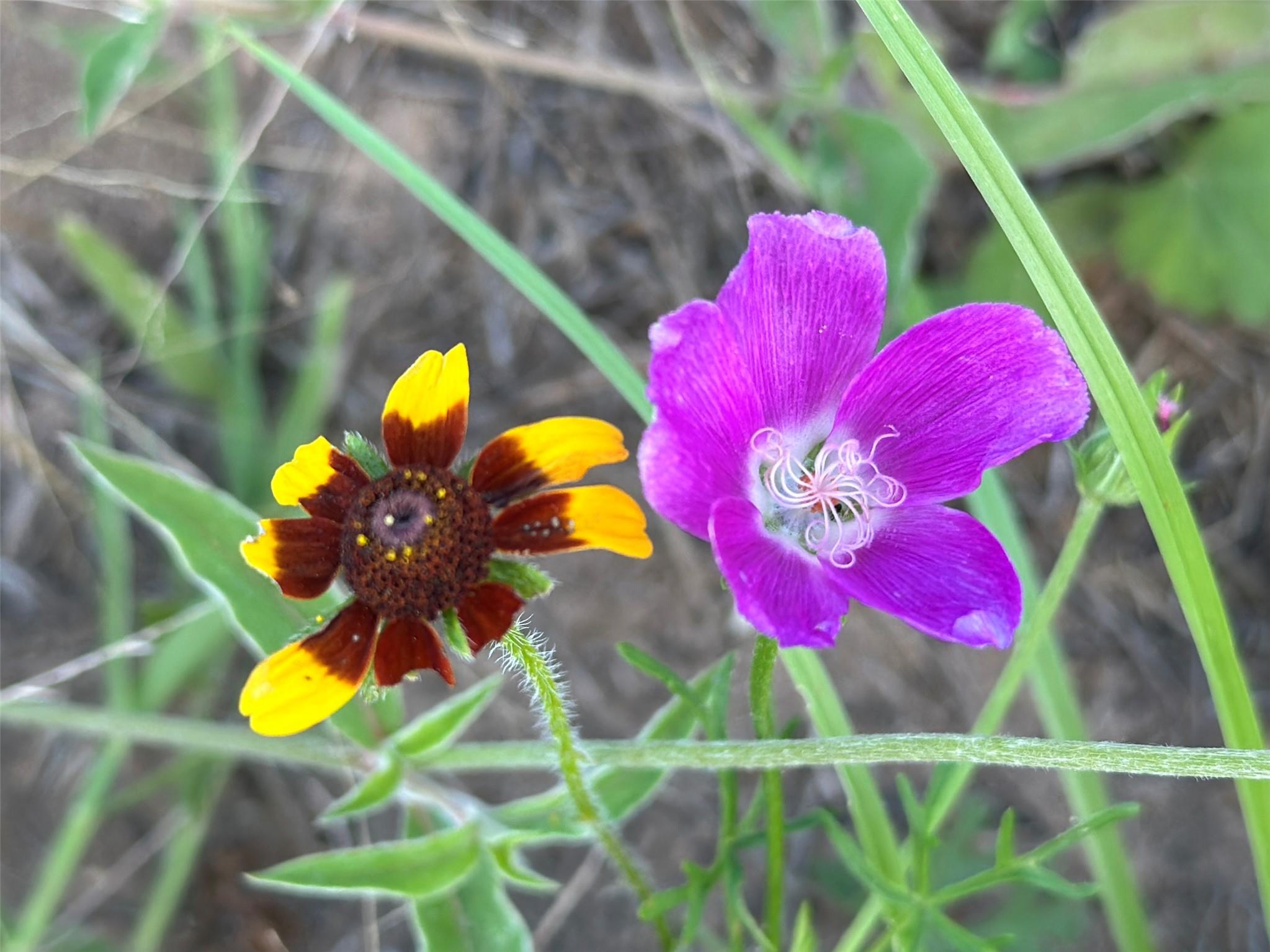 TBD Homestead Cir, Paige, TX 78659