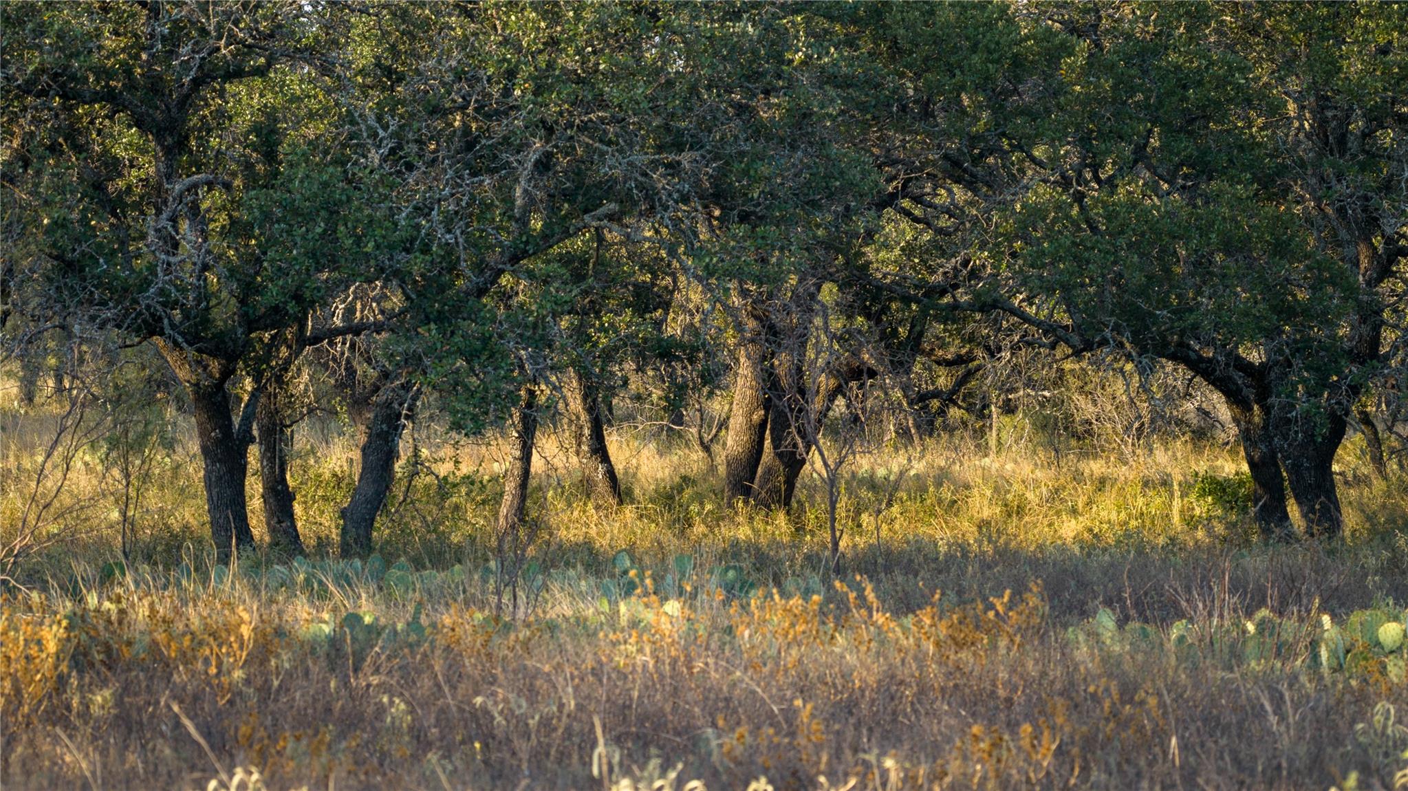 8500 Buck Ridge Dr, Brady, TX 76858