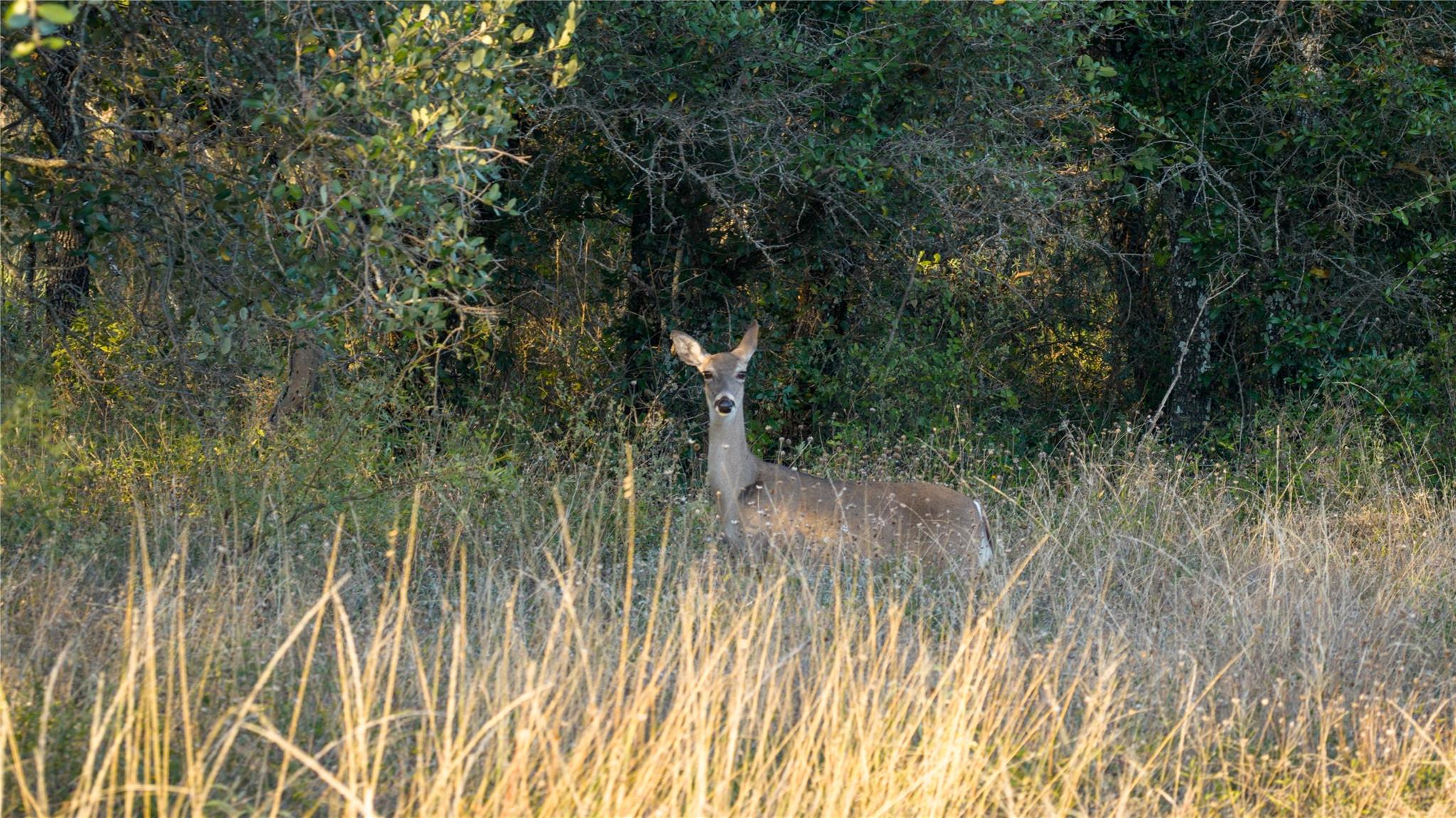 8500 Buck Ridge Dr, Brady, TX 76858