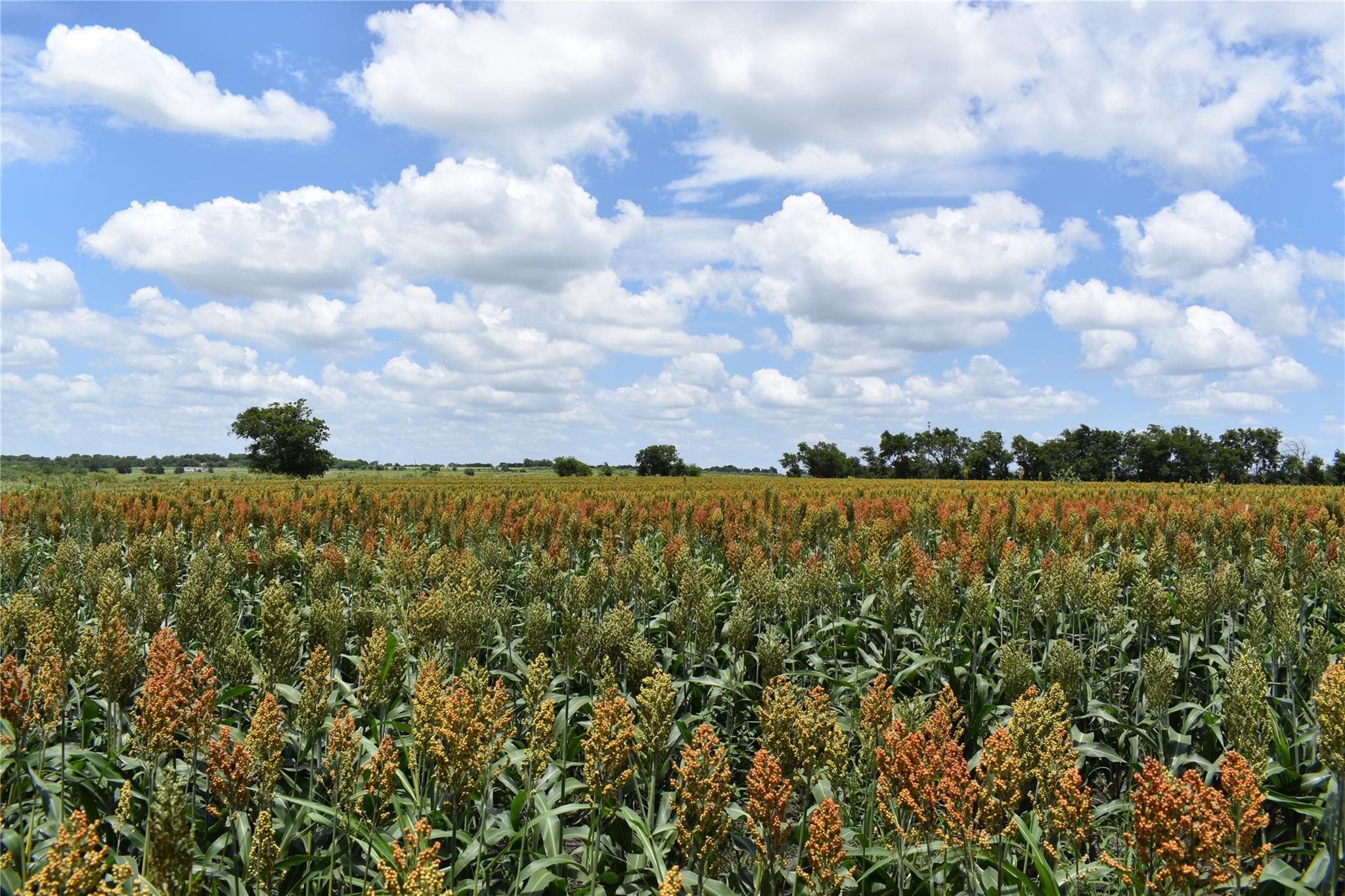 TBD County Road 109, Buckholts, TX 76518