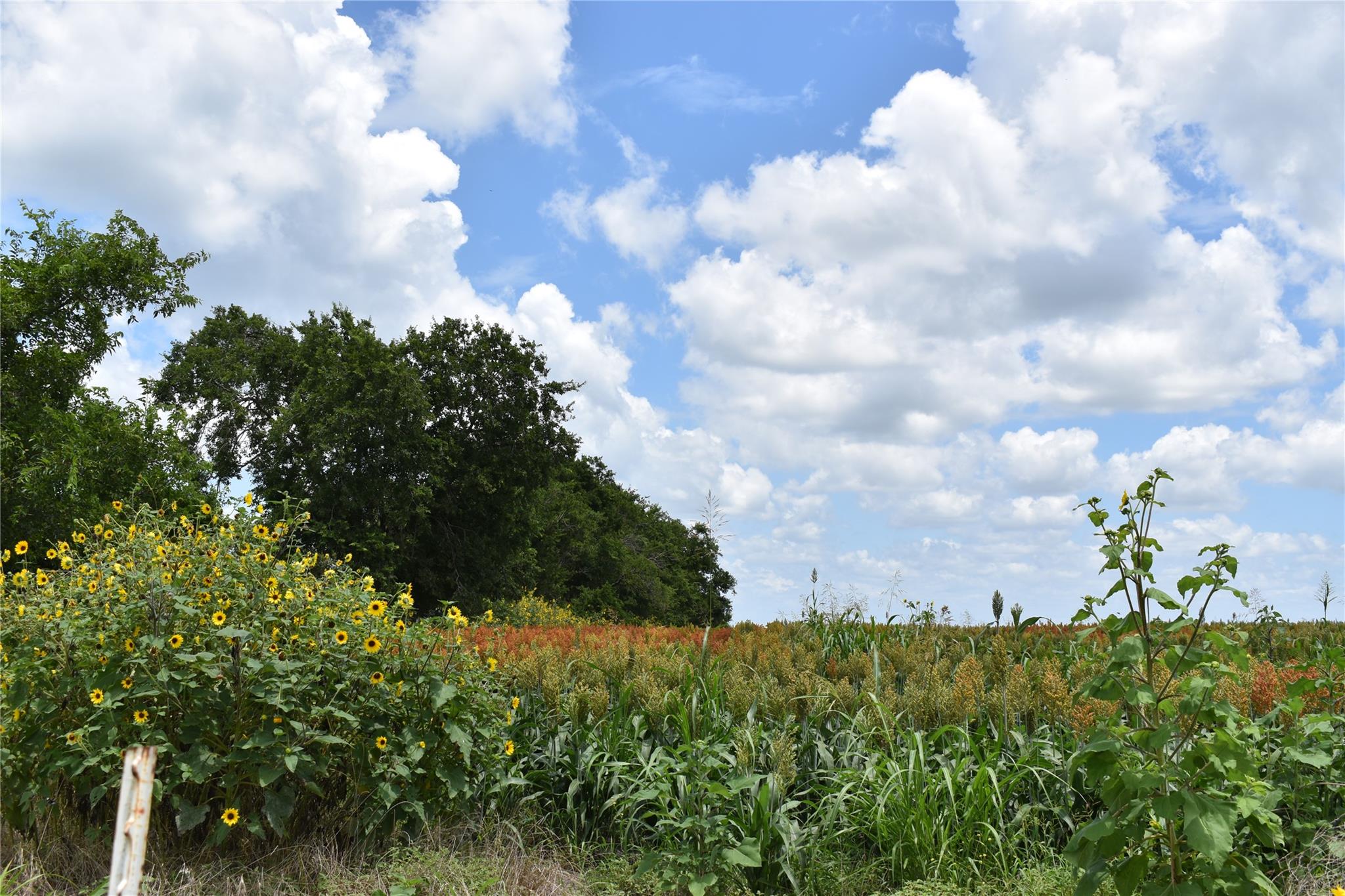 TBD County Road 109, Buckholts, TX 76518