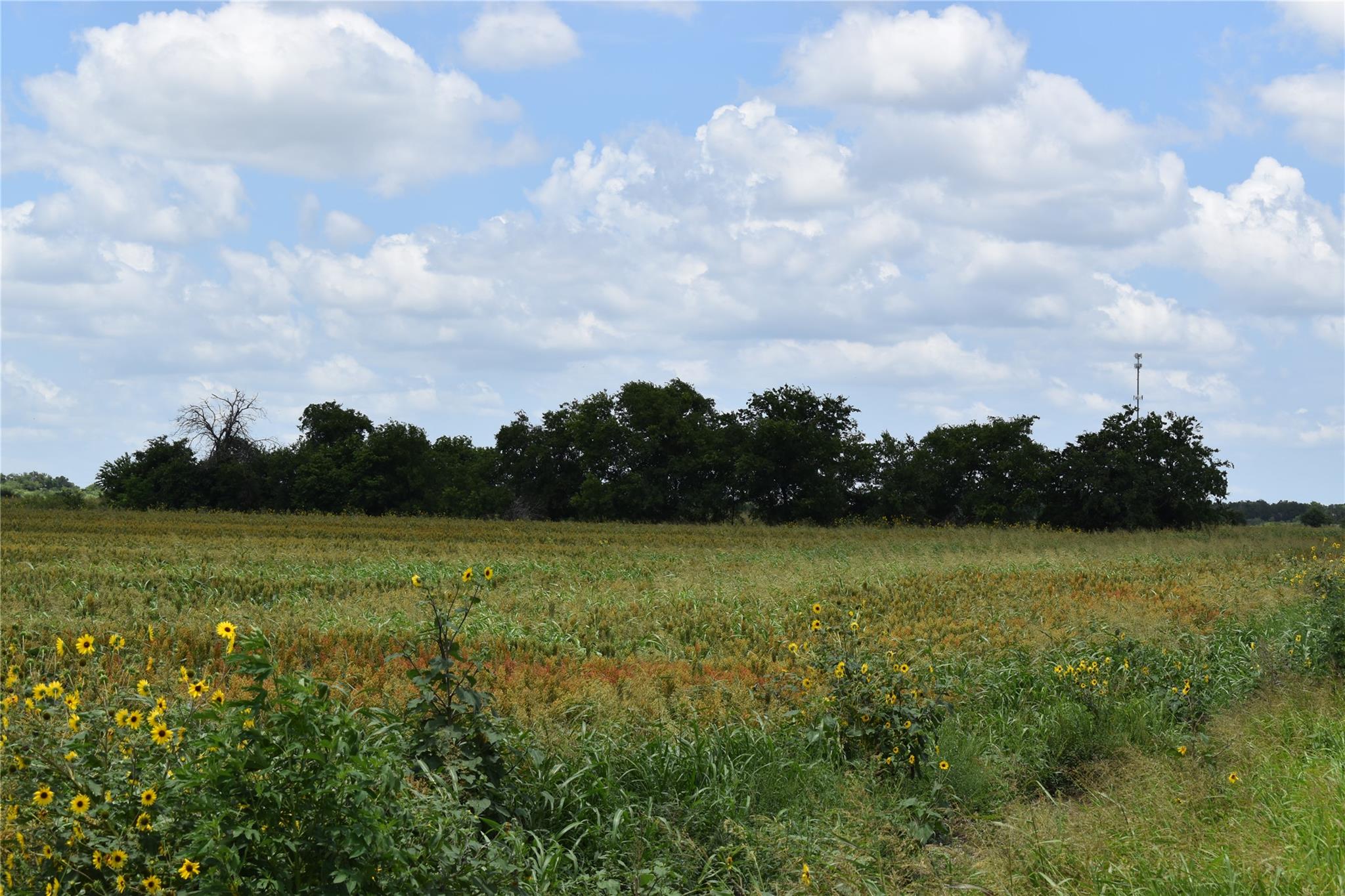 TBD County Road 109, Buckholts, TX 76518