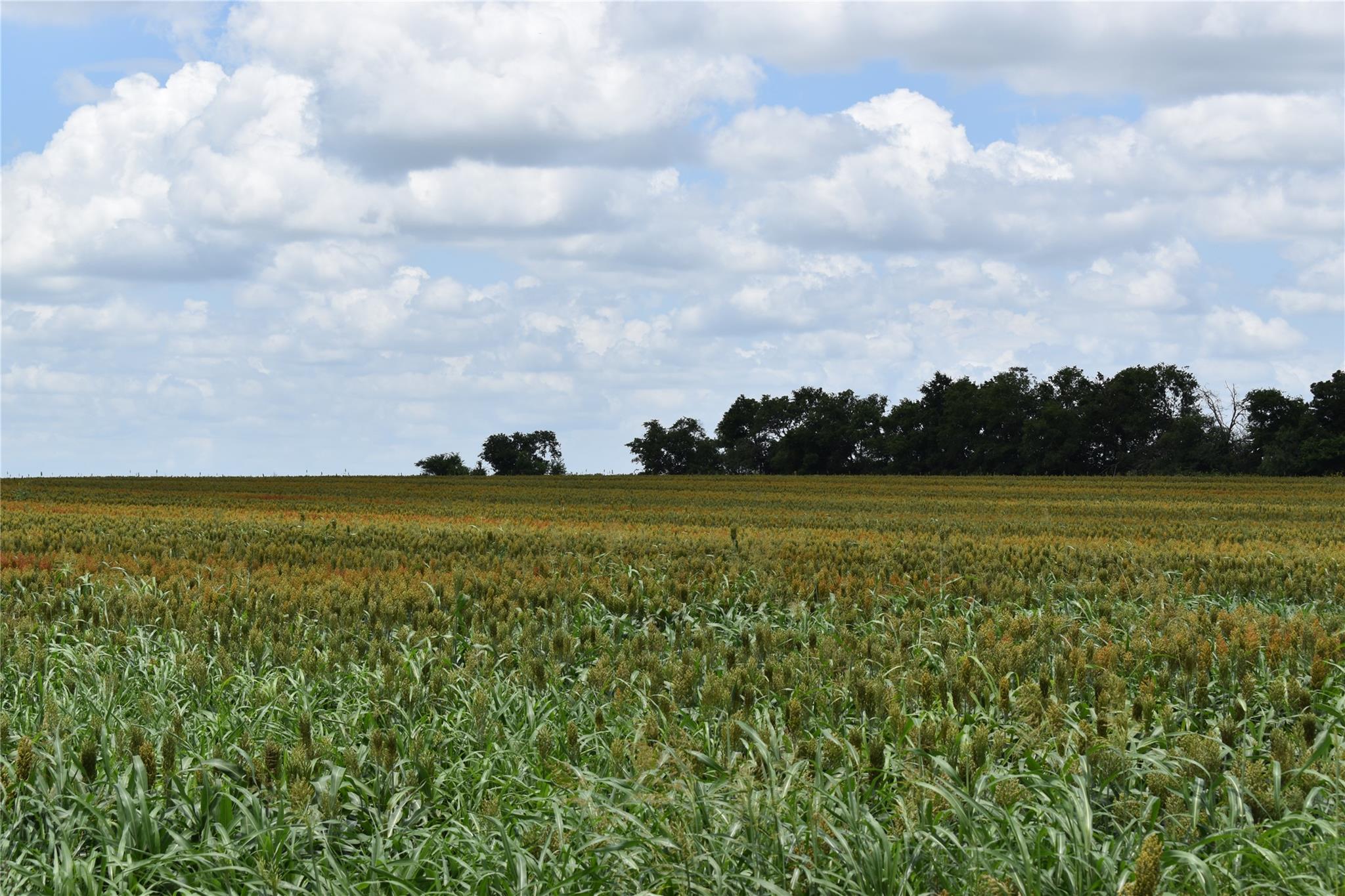 TBD County Road 109, Buckholts, TX 76518