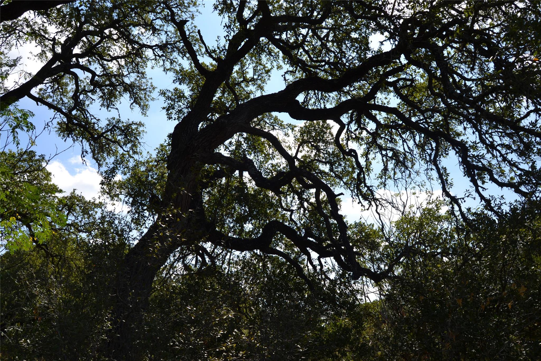 8409 Appaloosa Run, Austin, TX 78737