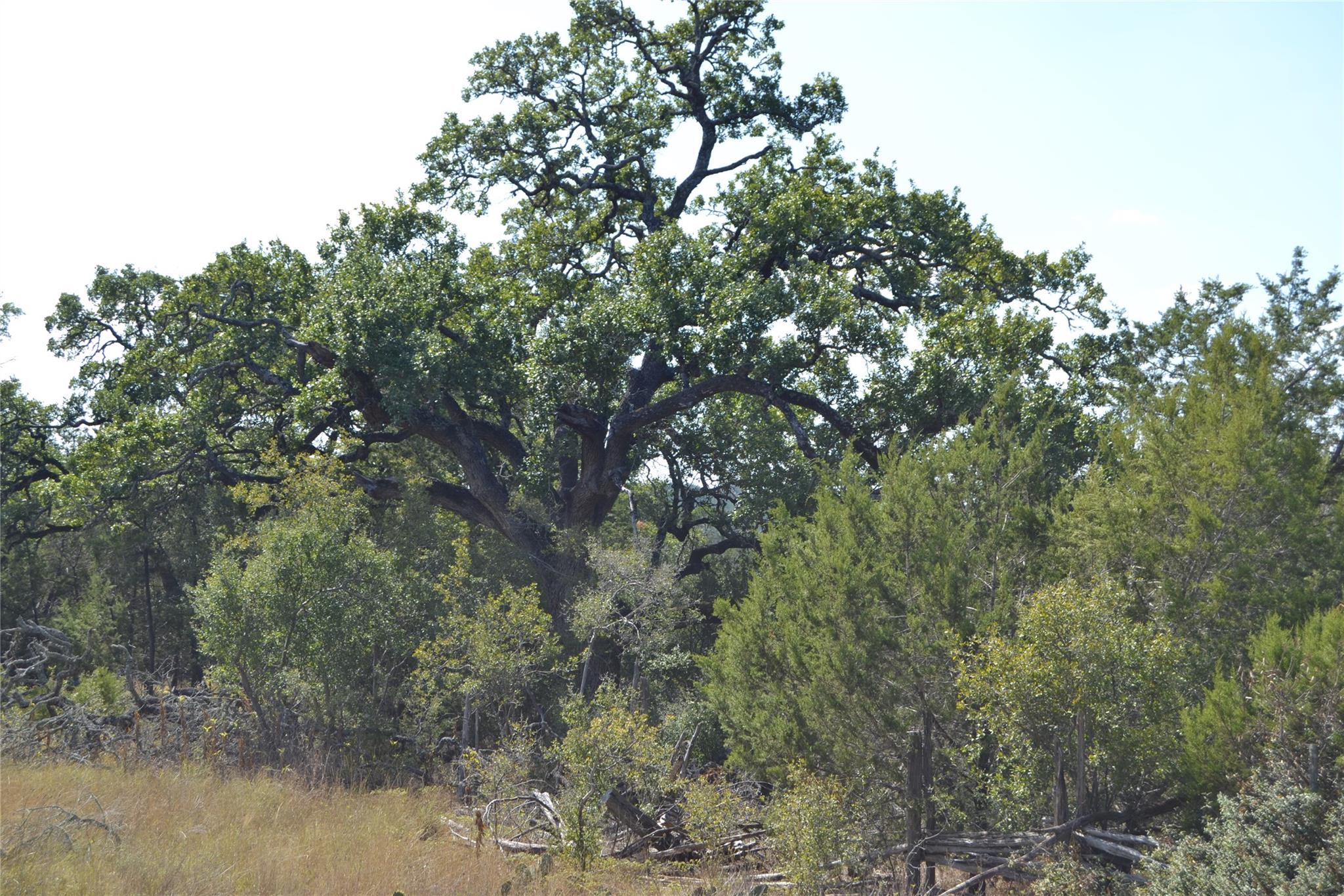 8409 Appaloosa Run, Austin, TX 78737