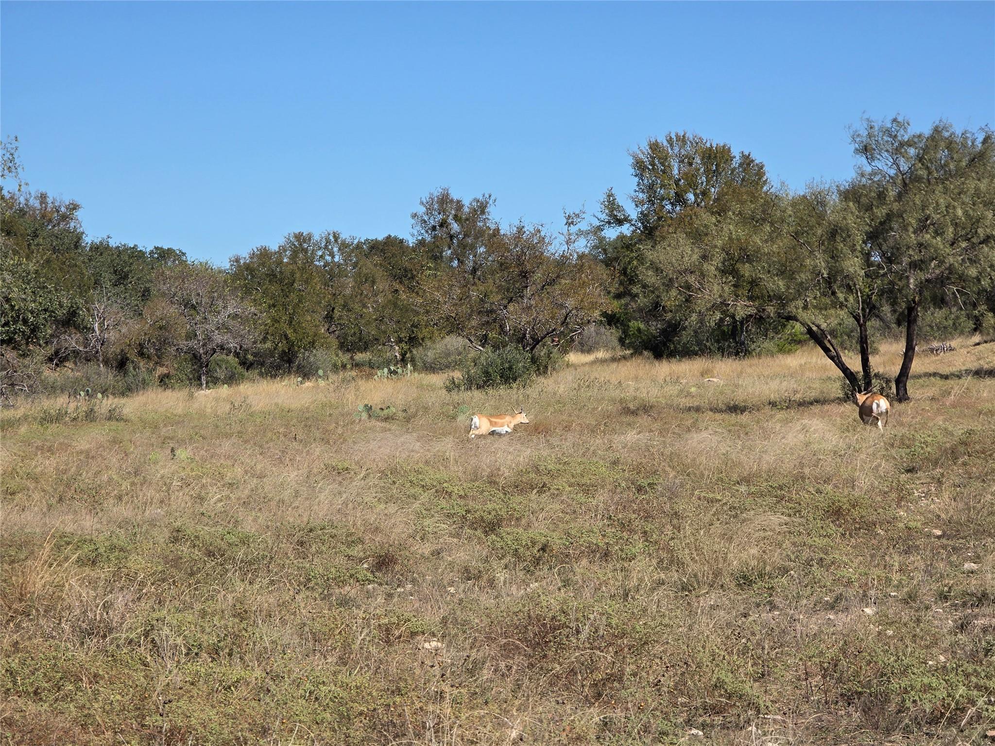 Lot 74 Bluff View Rd, Kempner, TX 76539