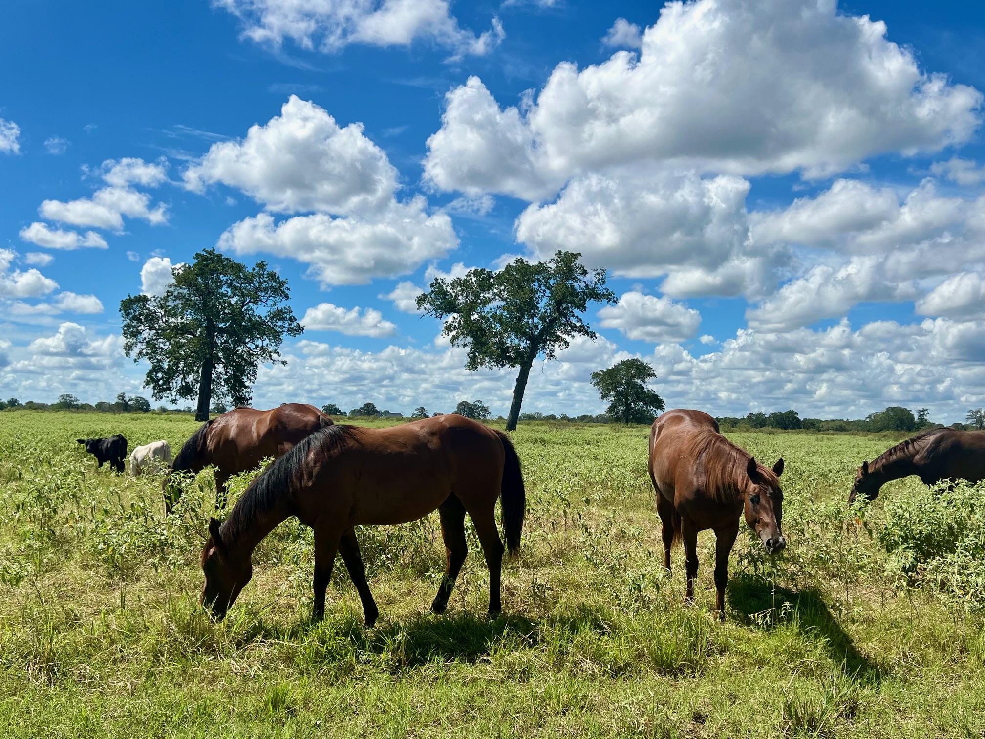 3 Big Sky Ranch Rd, Smithville, TX 78957