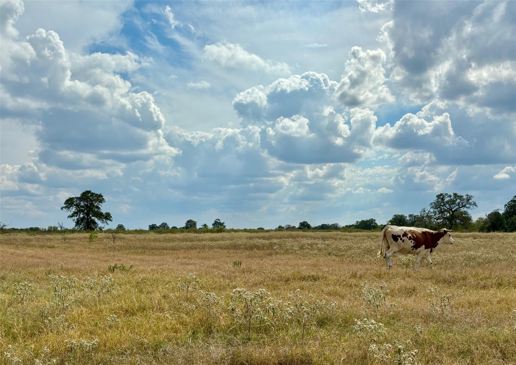 3 Big Sky Ranch Rd, Smithville, TX 78957