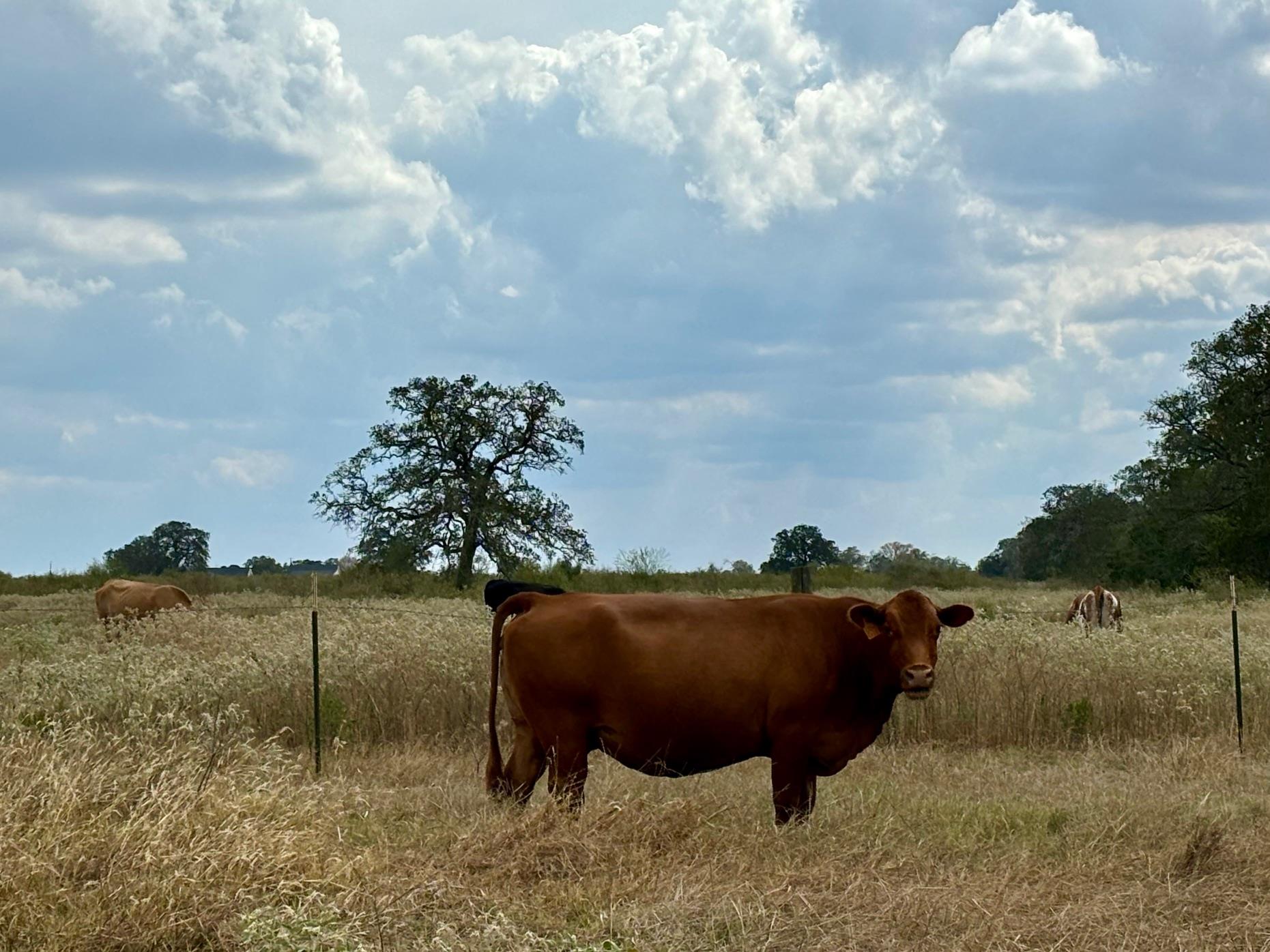 3 Big Sky Ranch Rd, Smithville, TX 78957