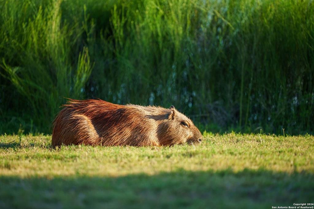 6170 County Road 332, Jourdanton, TX 78026