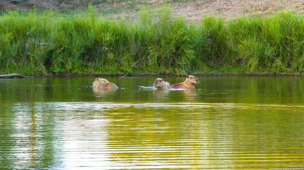 6170 County Road 332, Jourdanton, TX 78026