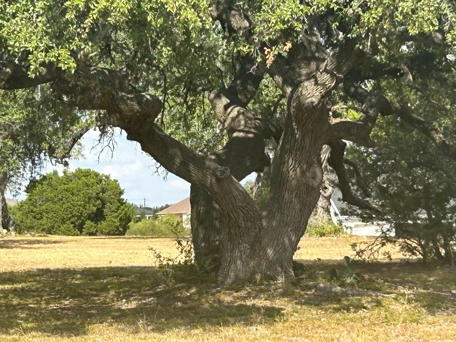 100 Green Branch Ct, Liberty Hill, TX 78642