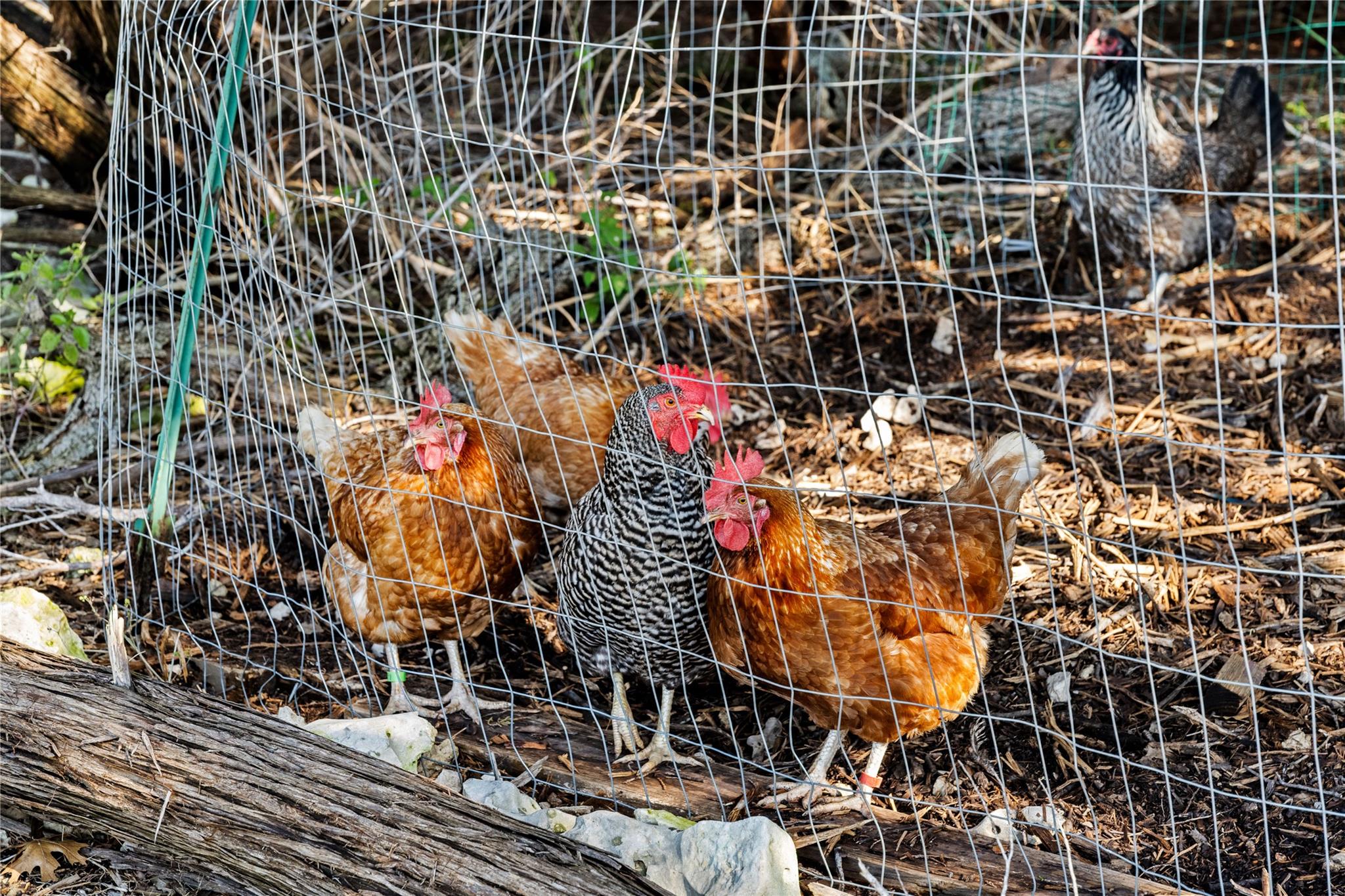 1122 Flint Rock Loop, Driftwood, TX 78619