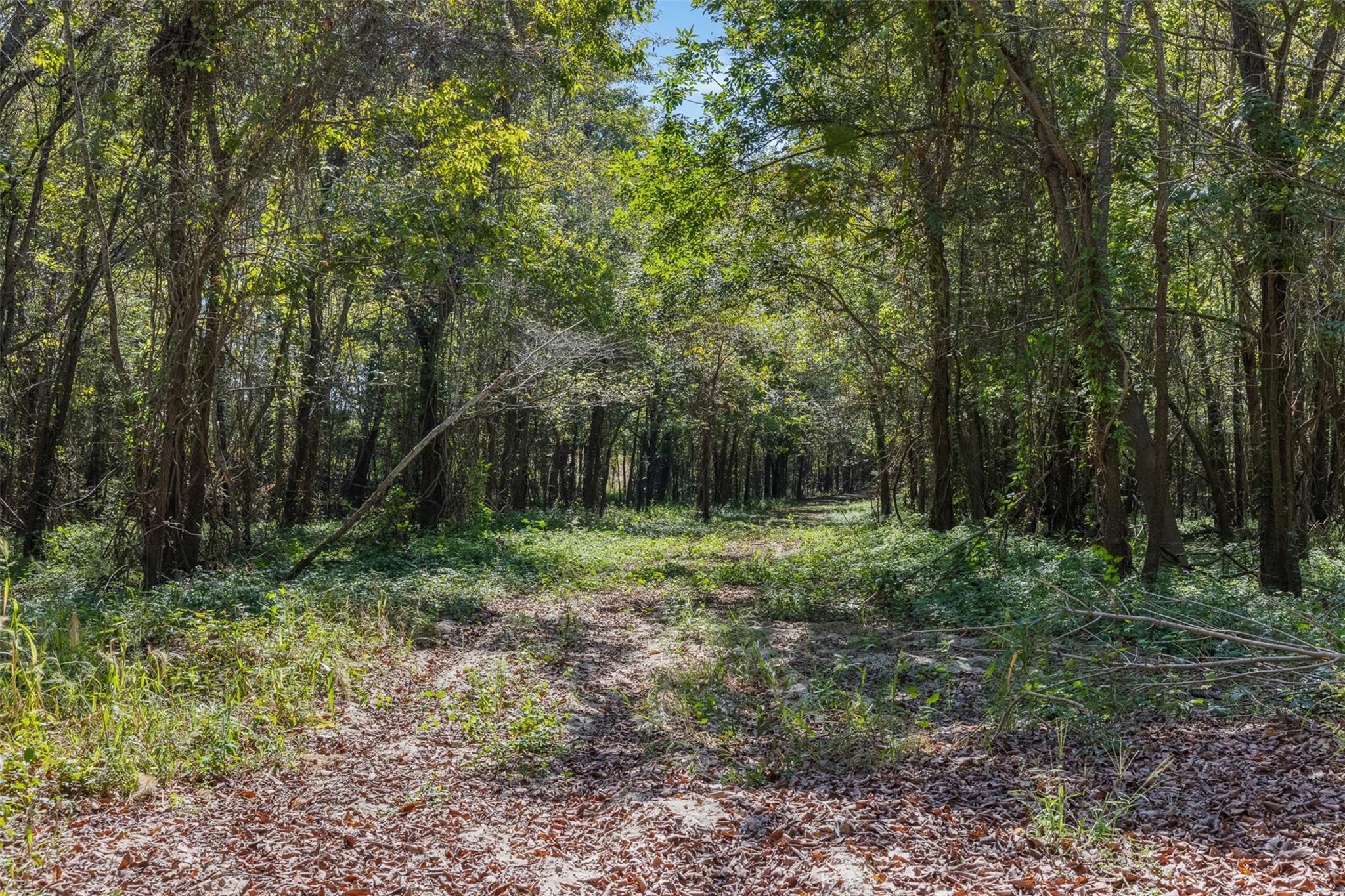 TBD State Highway 21 E (+/- 69.227 ACRES), Midway, TX 75852