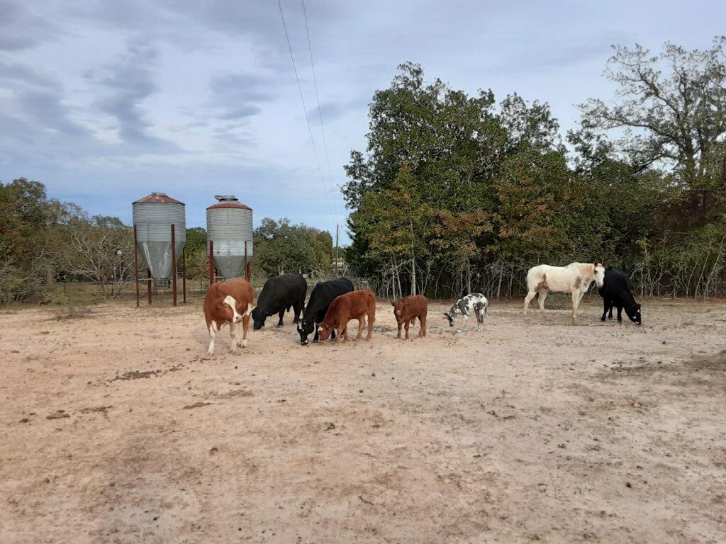 251 Fairview Dr, Rockdale, TX 76567