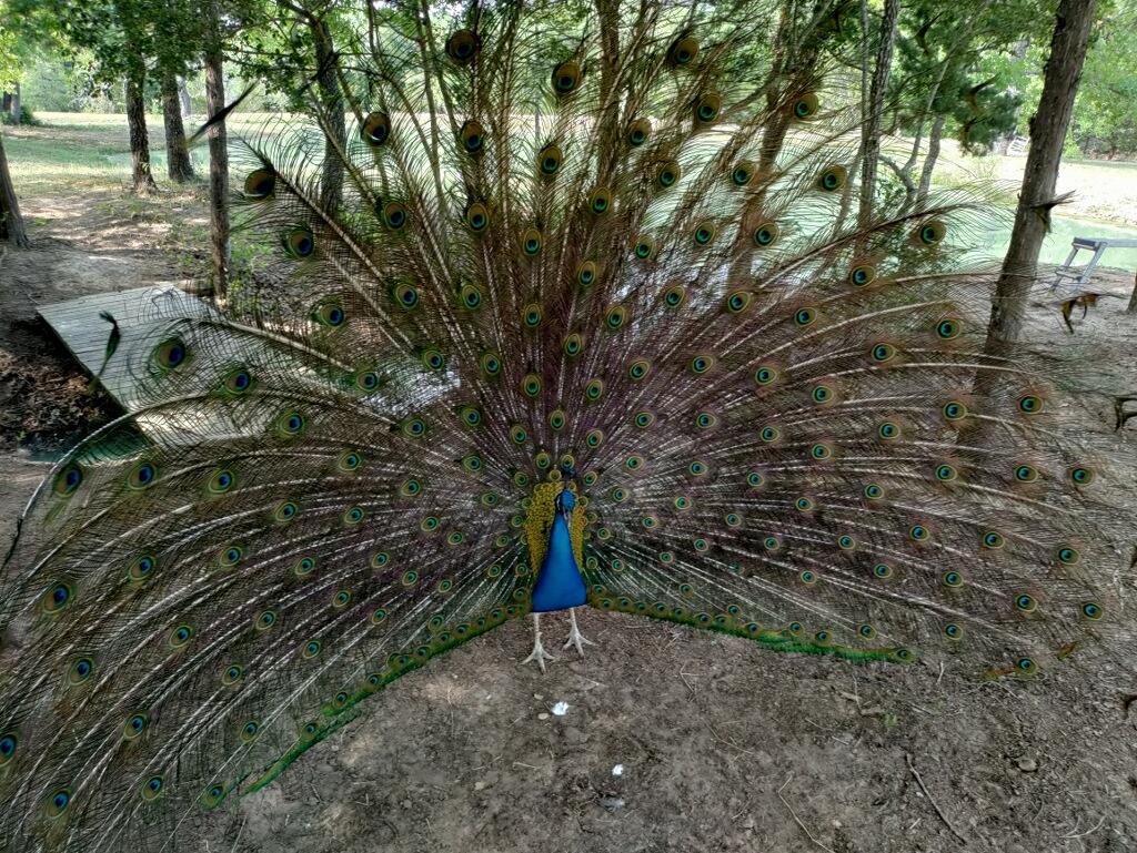 251 Fairview Dr, Rockdale, TX 76567