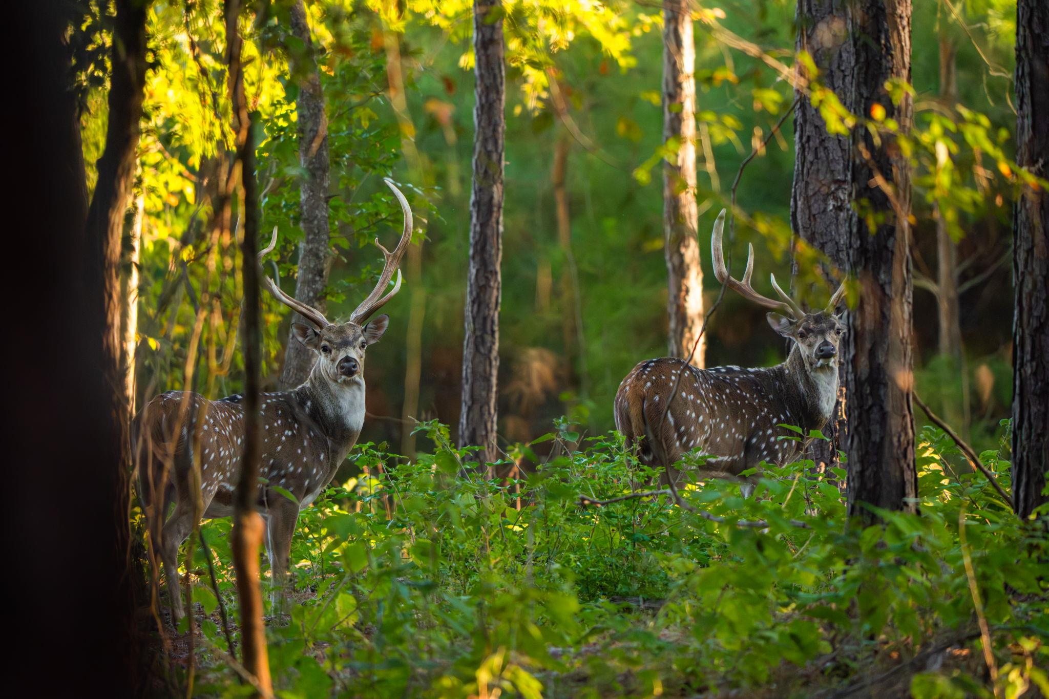 10326 County Road 3112 N, Tyler, TX 75662