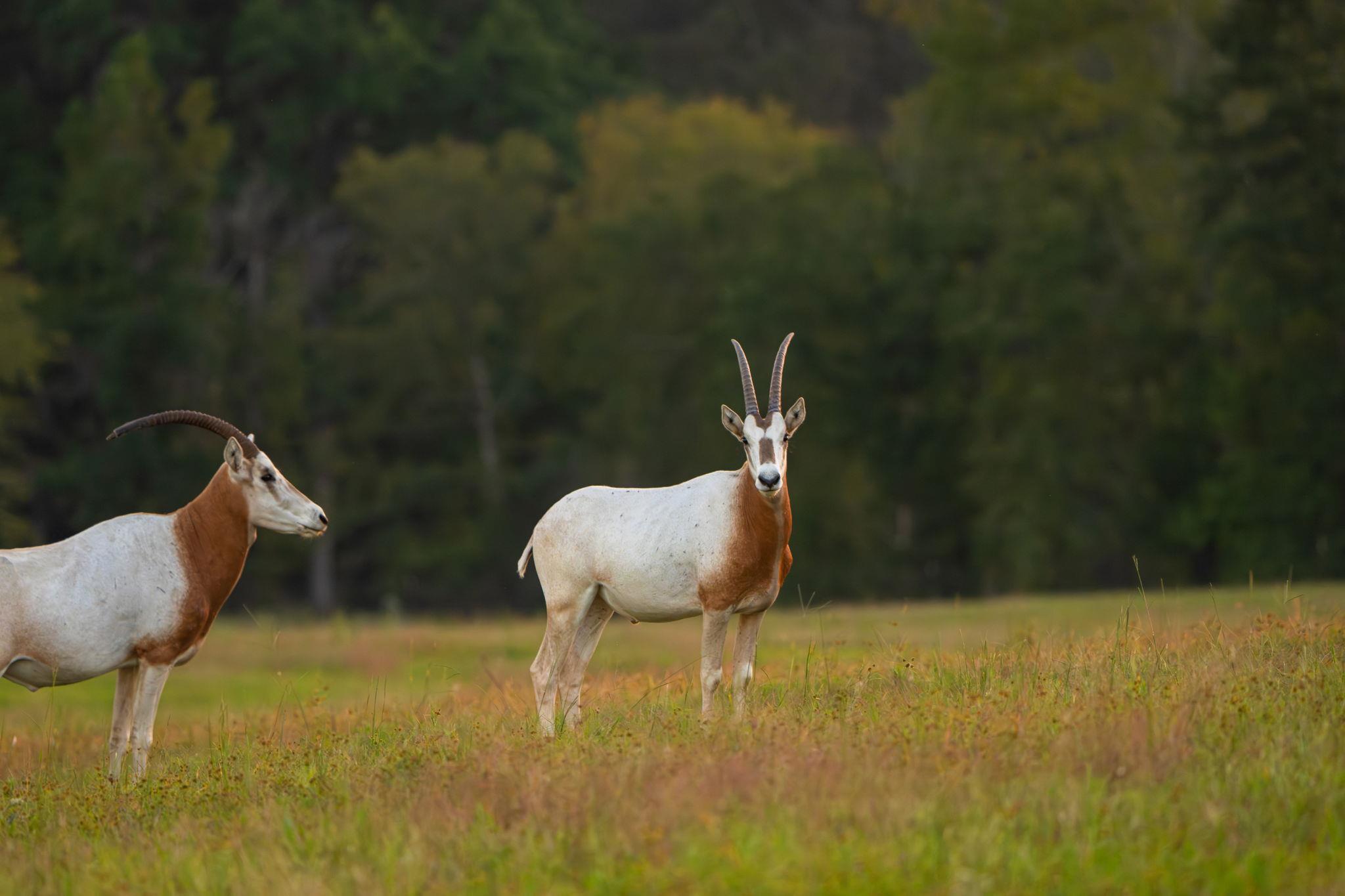 10326 County Road 3112 N, Tyler, TX 75662