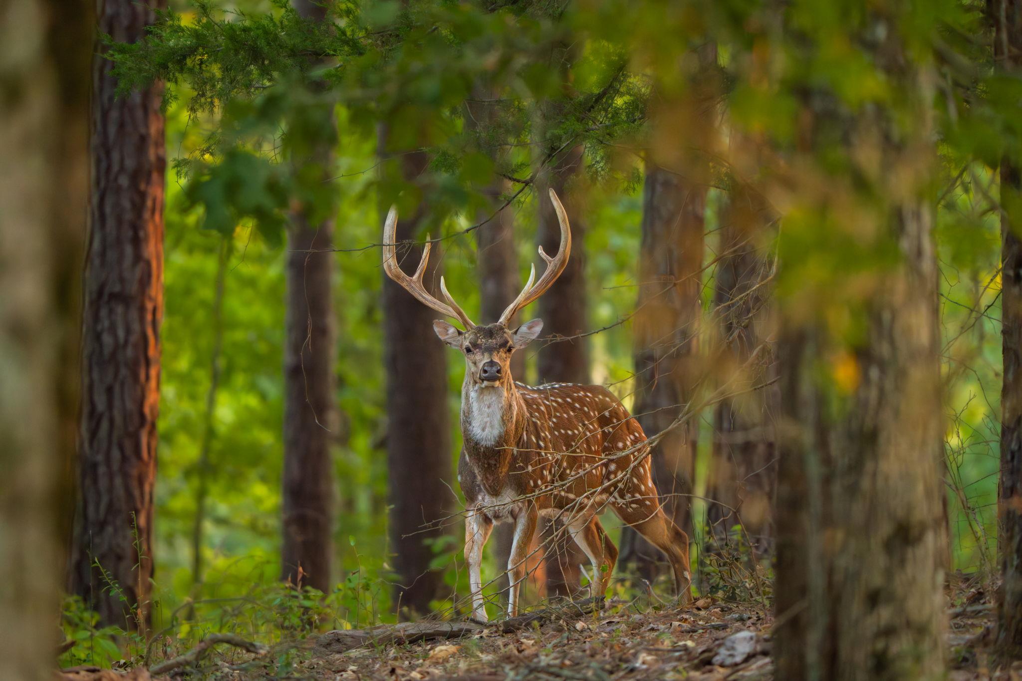 10326 County Road 3112 N, Tyler, TX 75662