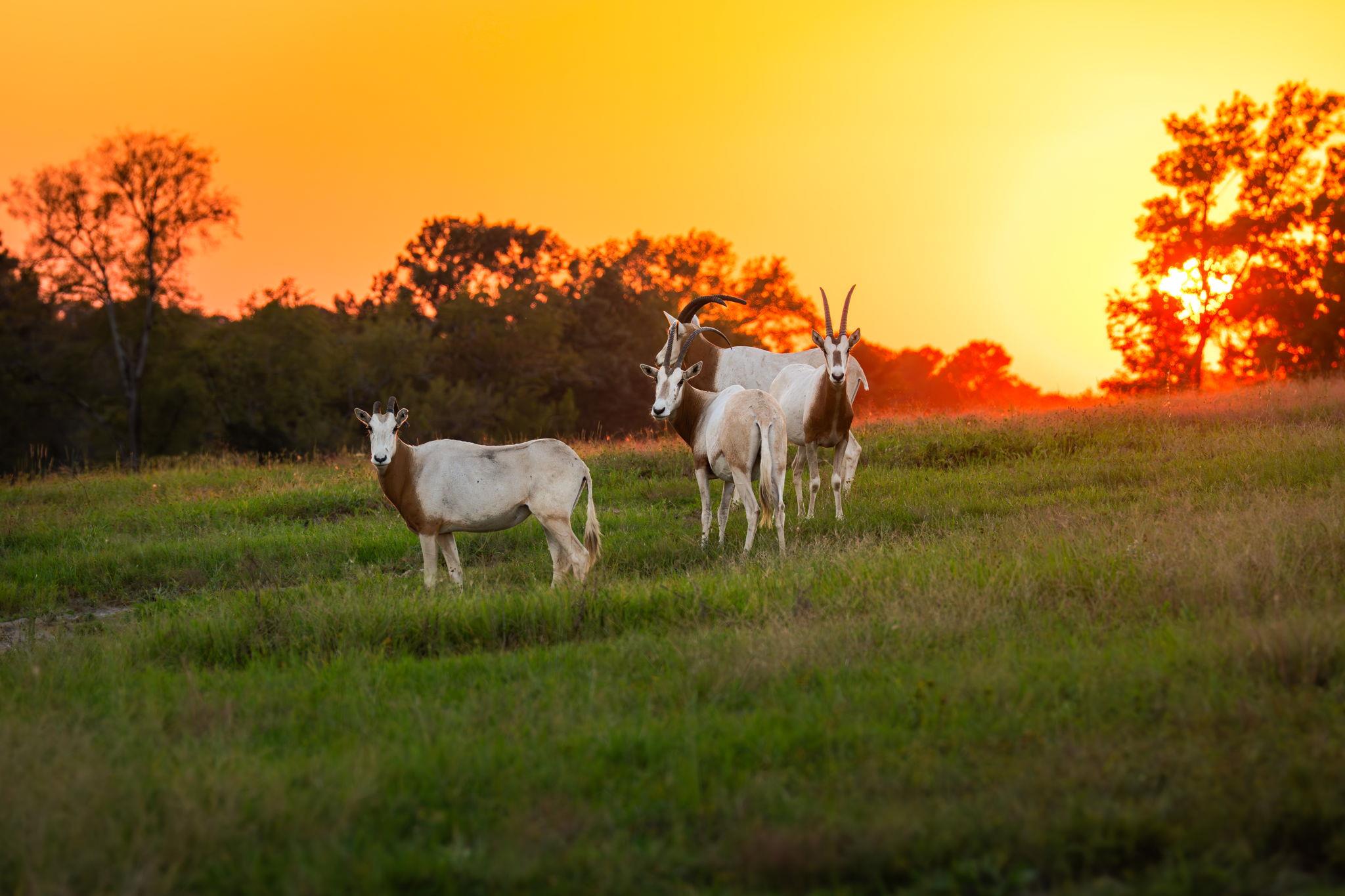 10326 County Road 3112 N, Tyler, TX 75662