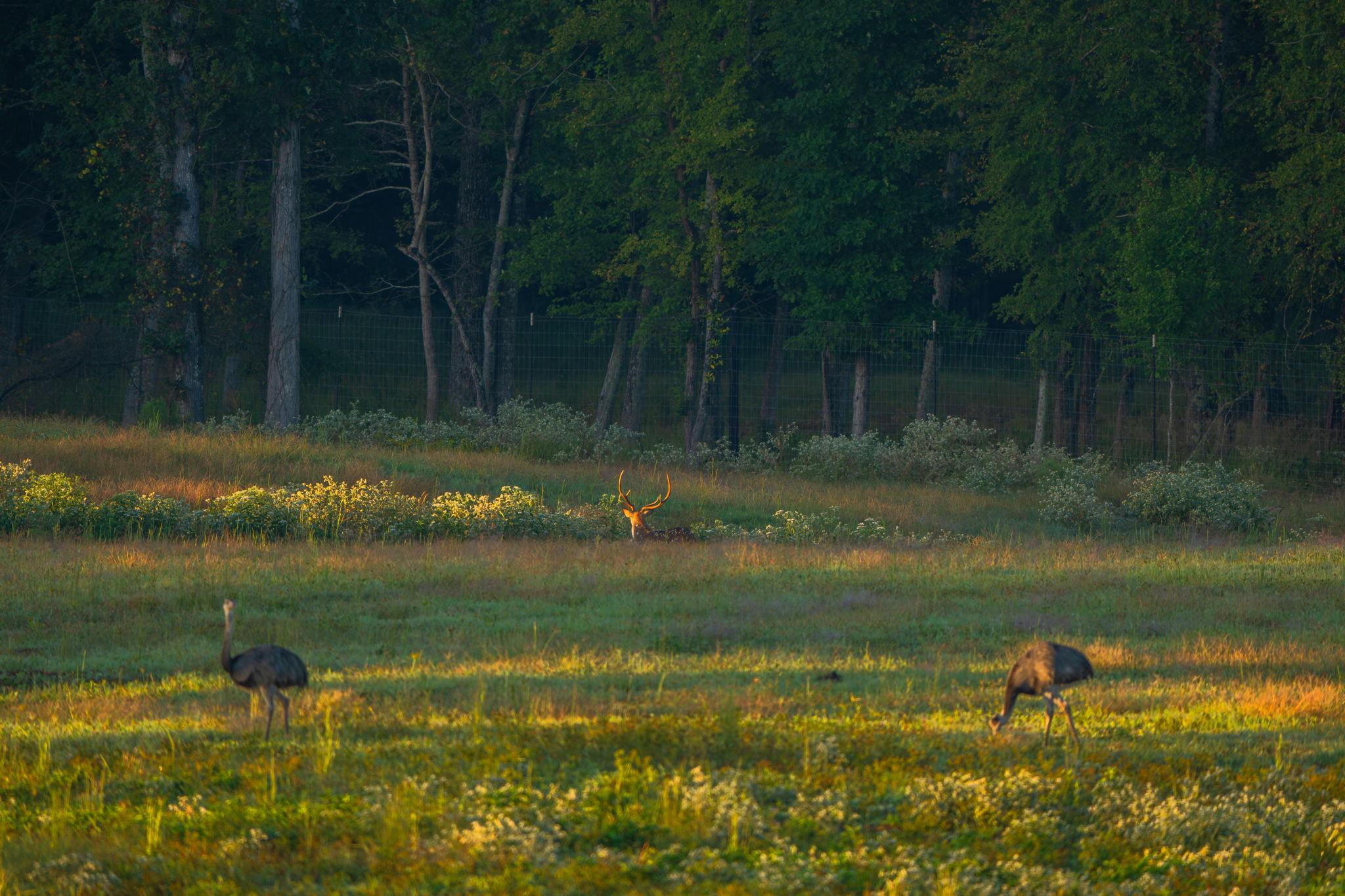 10326 County Road 3112 N, Tyler, TX 75662