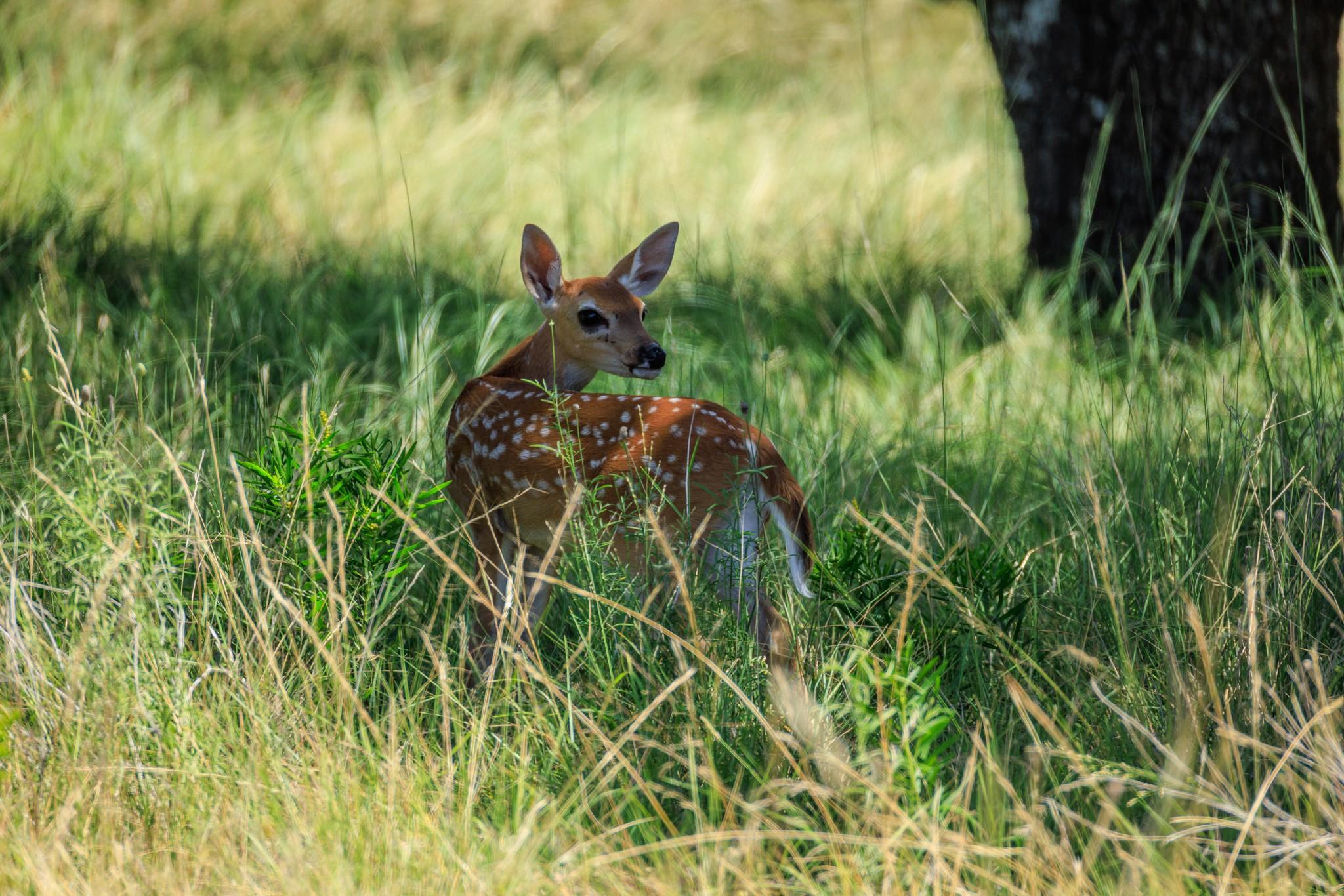 429 Spanish Oak Trl, Harper, TX 78631