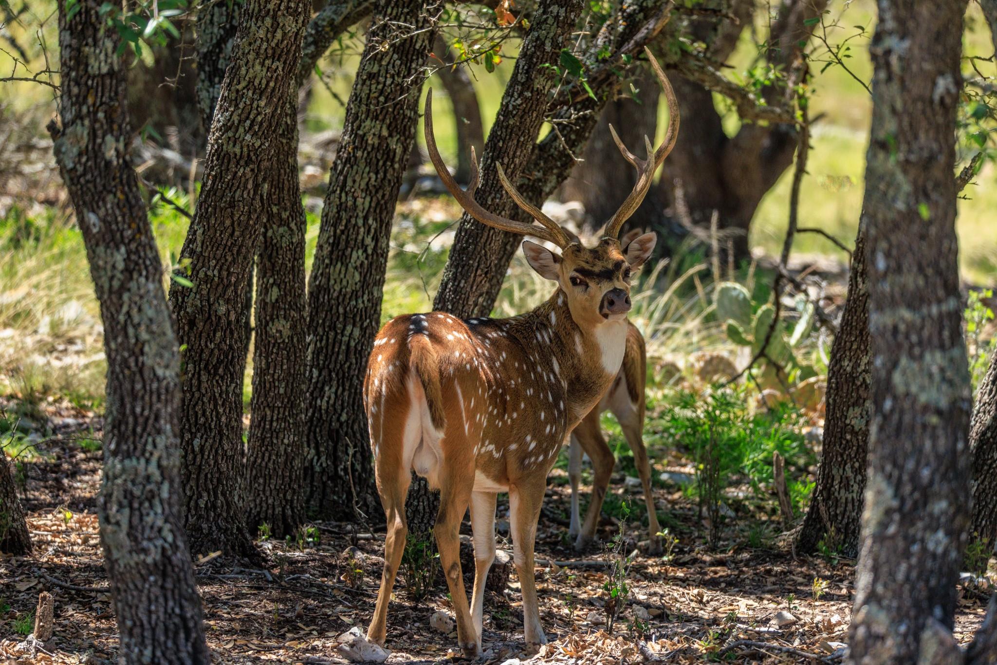 429 Spanish Oak Trl, Harper, TX 78631