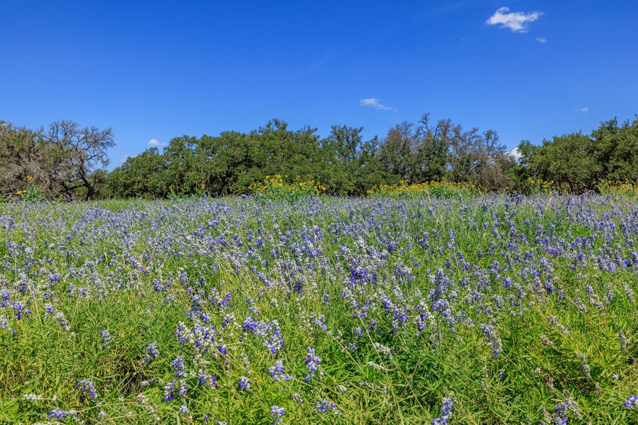 429 Spanish Oak Trl, Harper, TX 78631