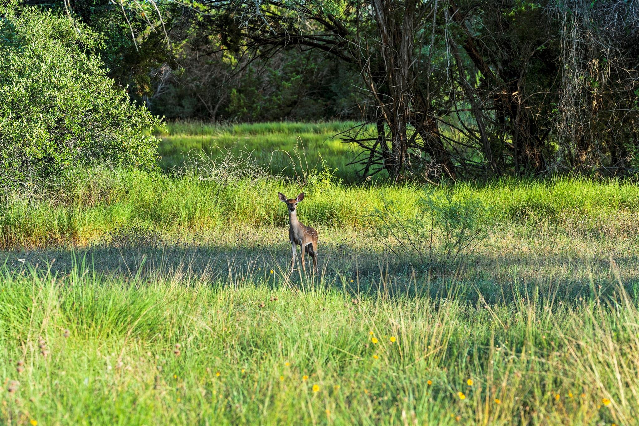 5229 & 5012 Hupedo Ranch Rd, Spicewood, TX 78669