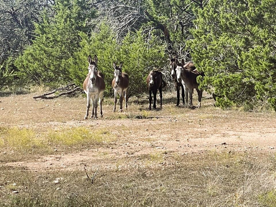 1276 Fm 574 W, Mullin, TX 76864