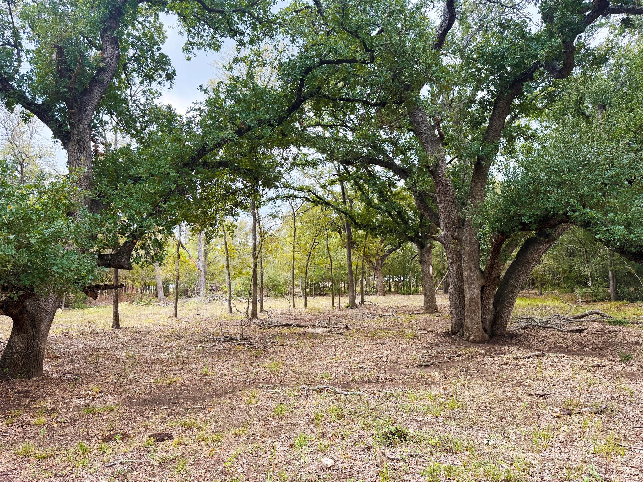 TBD Grassyville Rd, Paige, TX 78659