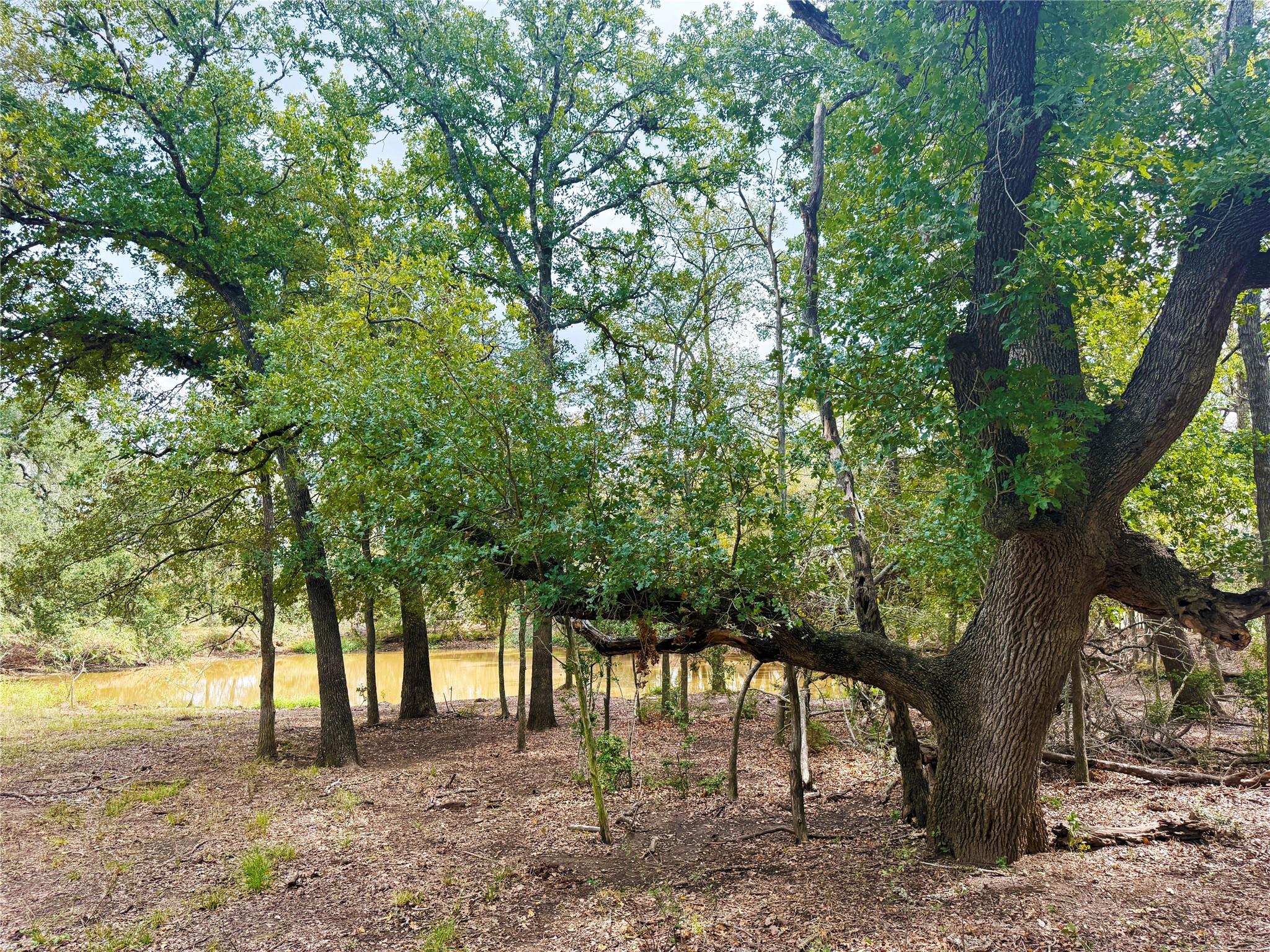 TBD Grassyville Rd, Paige, TX 78659