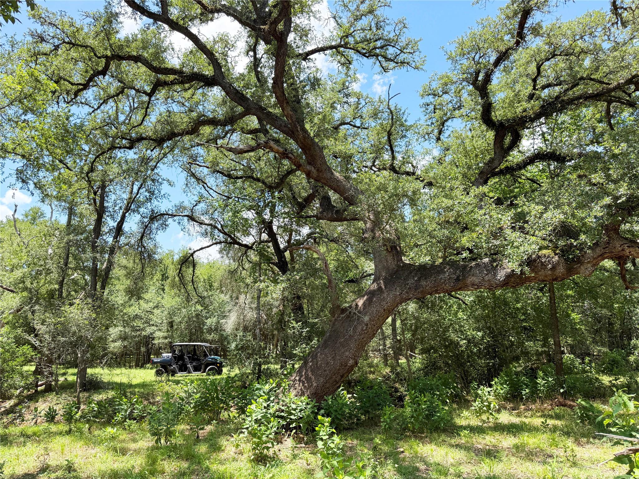 0000 FM 2239, Paige, TX 78659