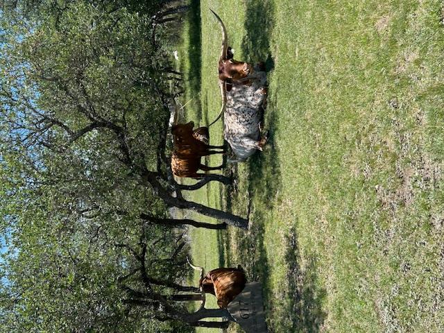 2124 Crabapple Rd, Blanco, TX 78606