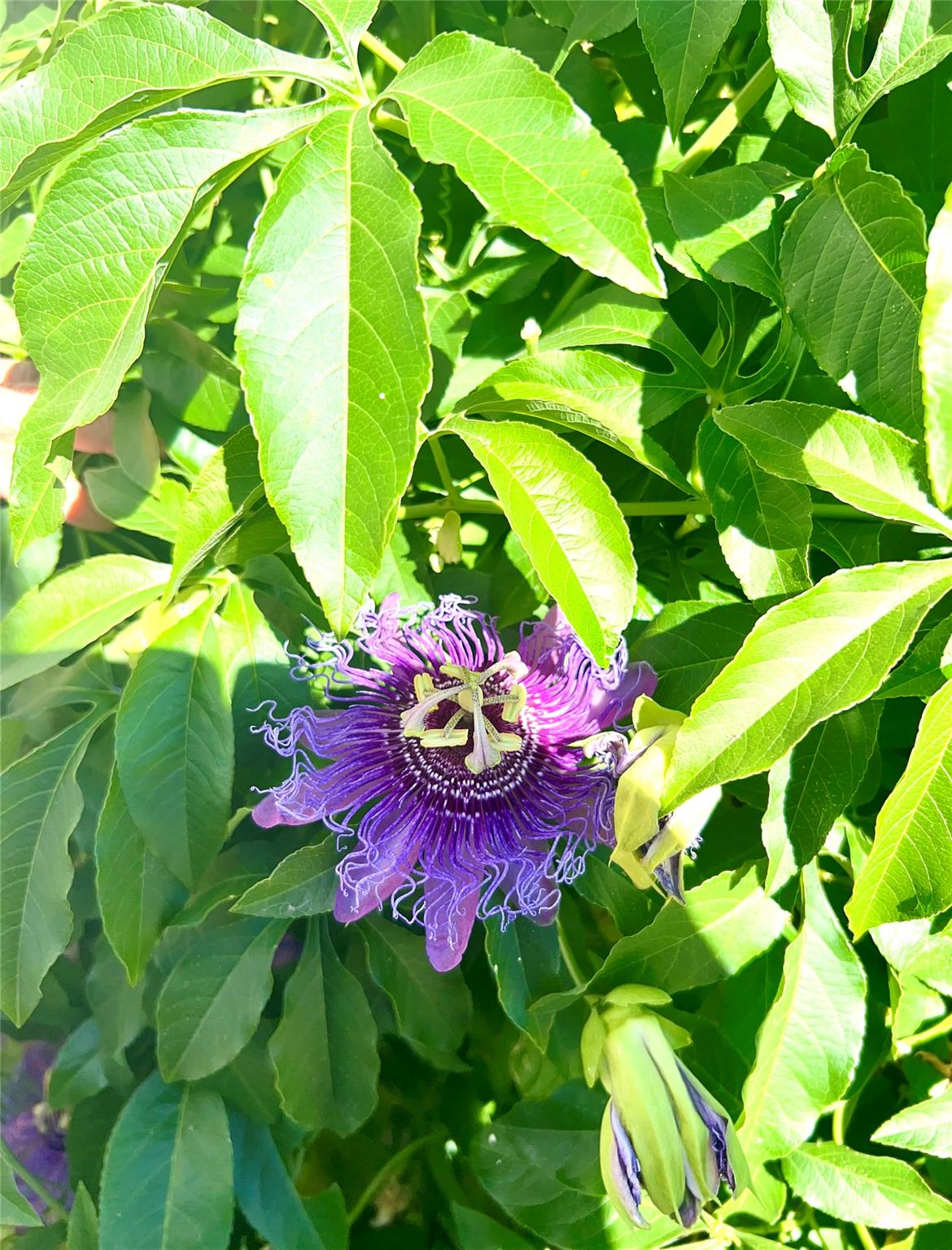 400 Colovista Pkwy, Bastrop, TX 78602