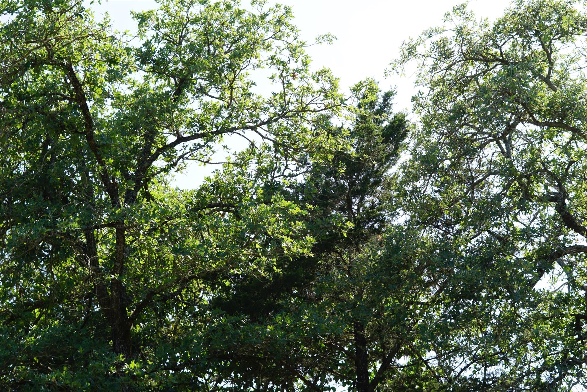 TBD County Road 322, Rockdale, TX 76567