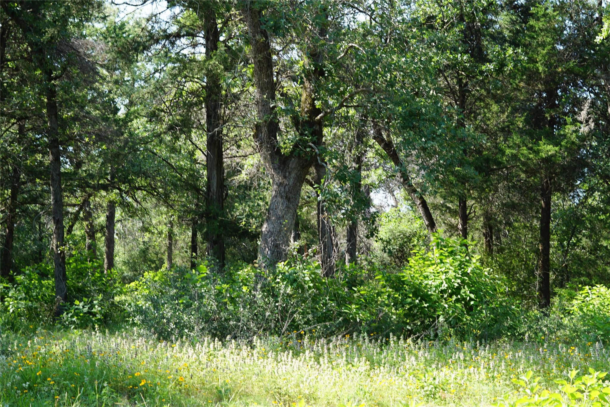 TBD County Road 322, Rockdale, TX 76567