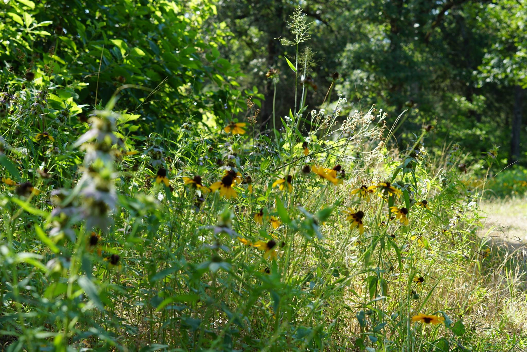 TBD County Road 322, Rockdale, TX 76567