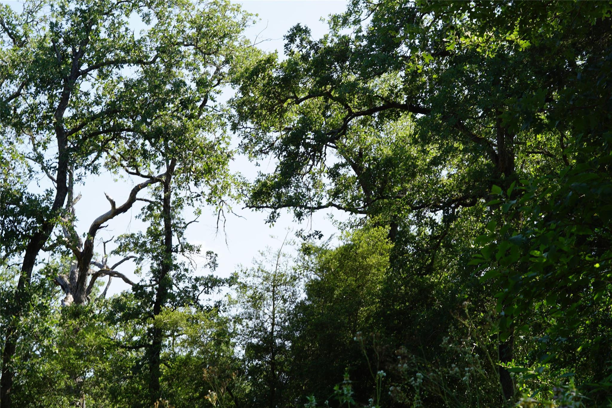 TBD County Road 322, Rockdale, TX 76567