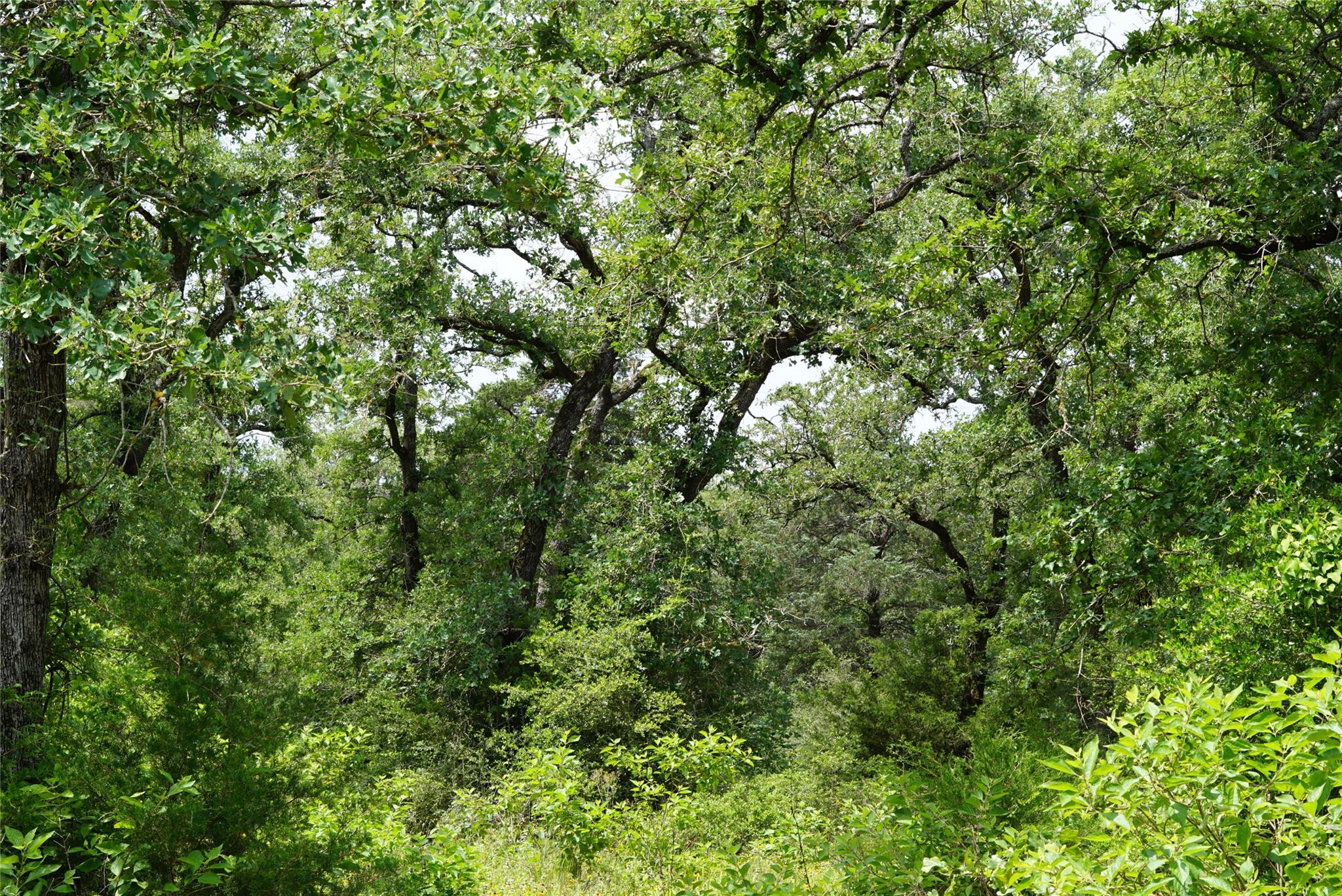 TBD County Road 322, Rockdale, TX 76567