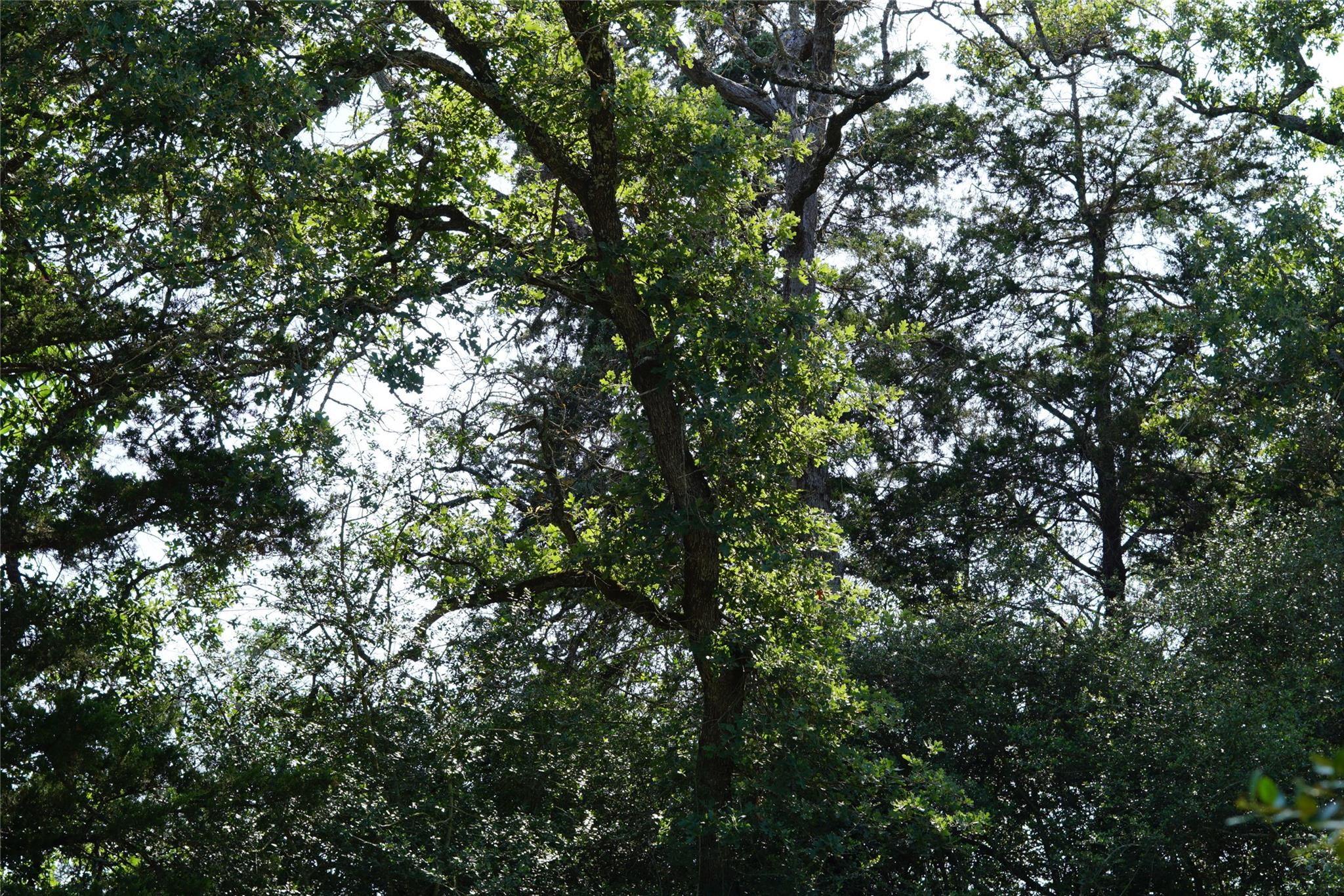 TBD County Road 322, Rockdale, TX 76567