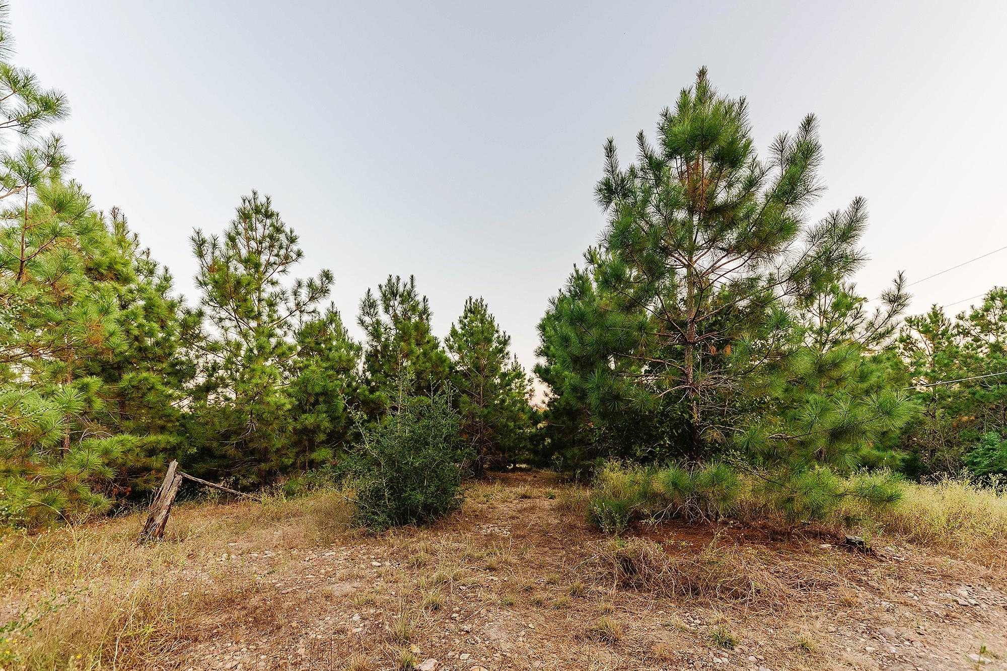 139 Village Forest Dr, Smithville, TX 78957