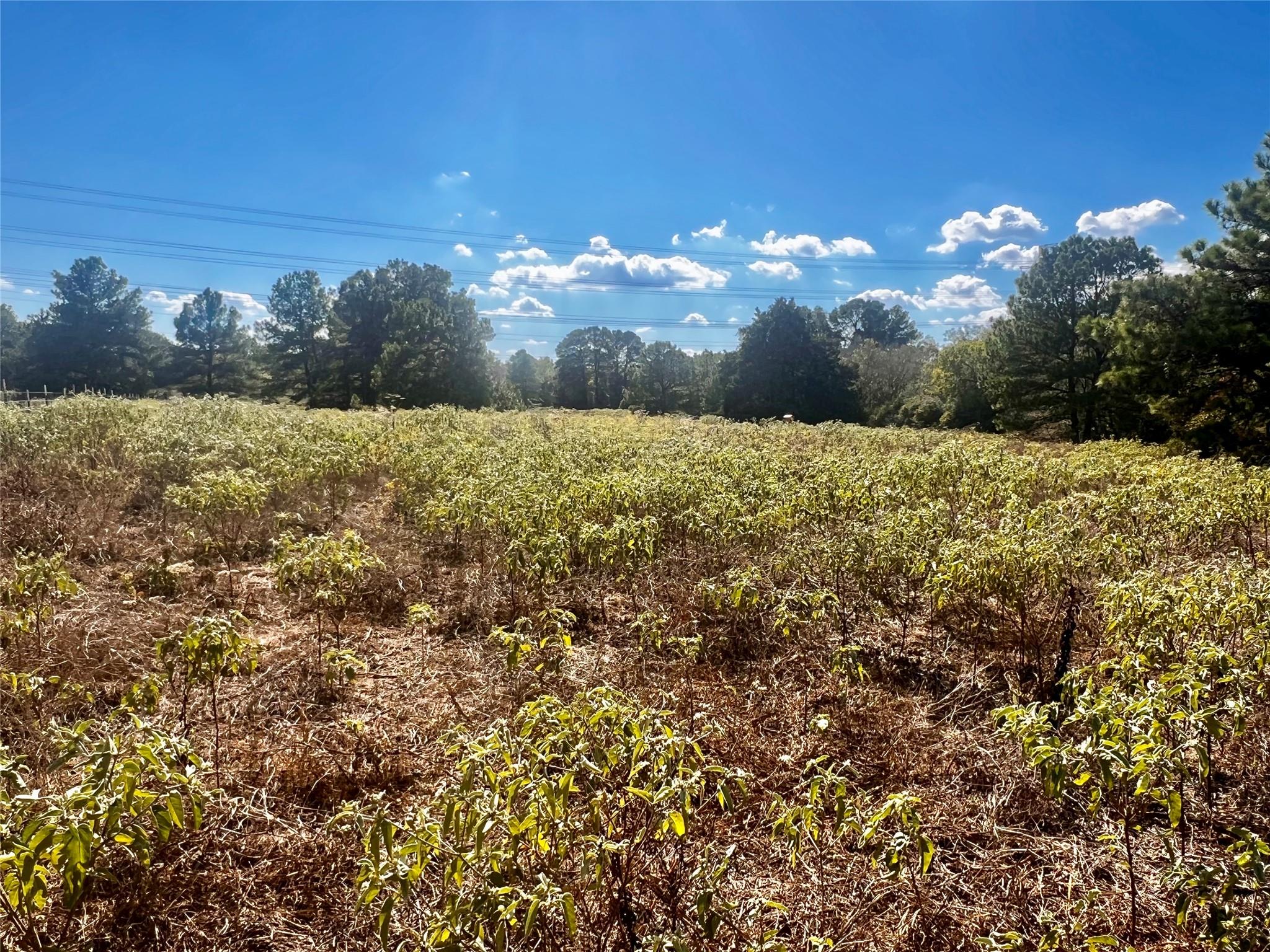 411 Laura Ln, Bastrop, TX 78602