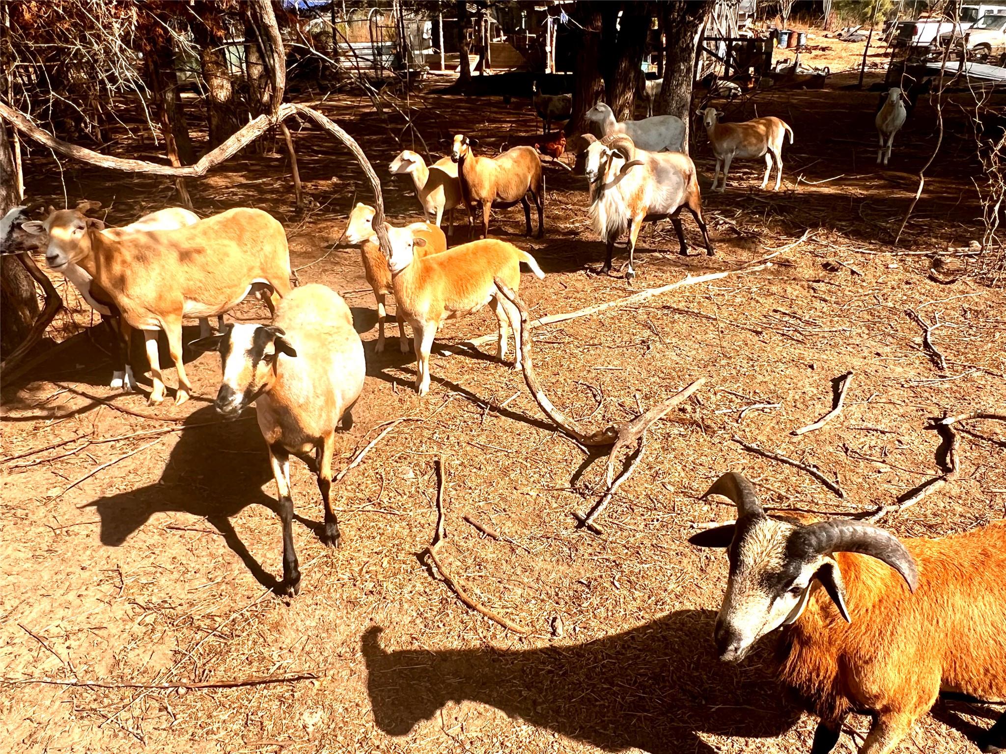 411 Laura Ln, Bastrop, TX 78602