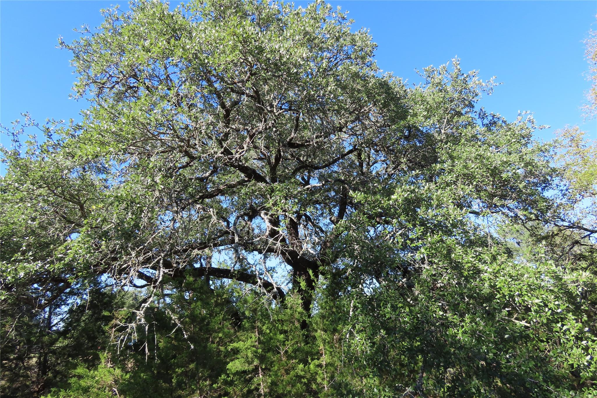 317 Little Gabriel River Dr, Liberty Hill, TX 78642