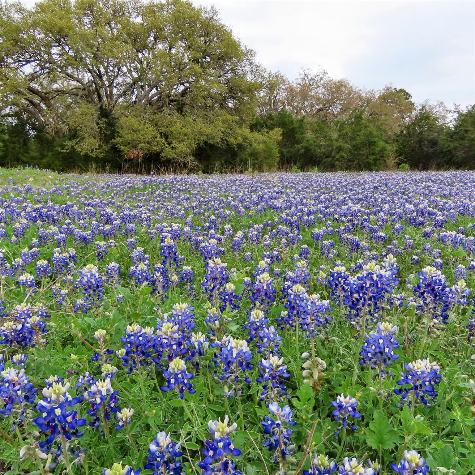 317 Little Gabriel River Dr, Liberty Hill, TX 78642