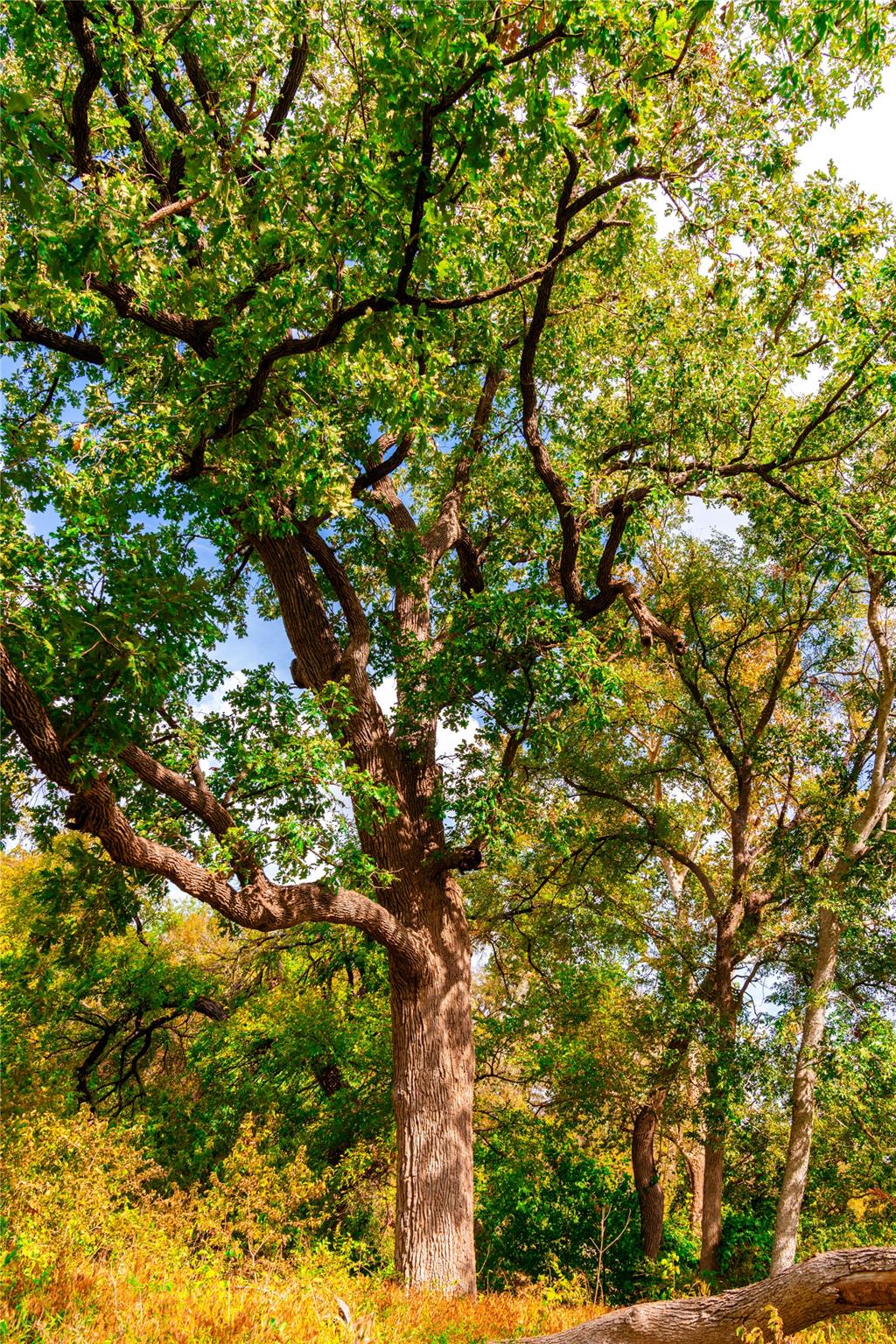 159 Brushy Creek Trl, Hutto, TX 78634